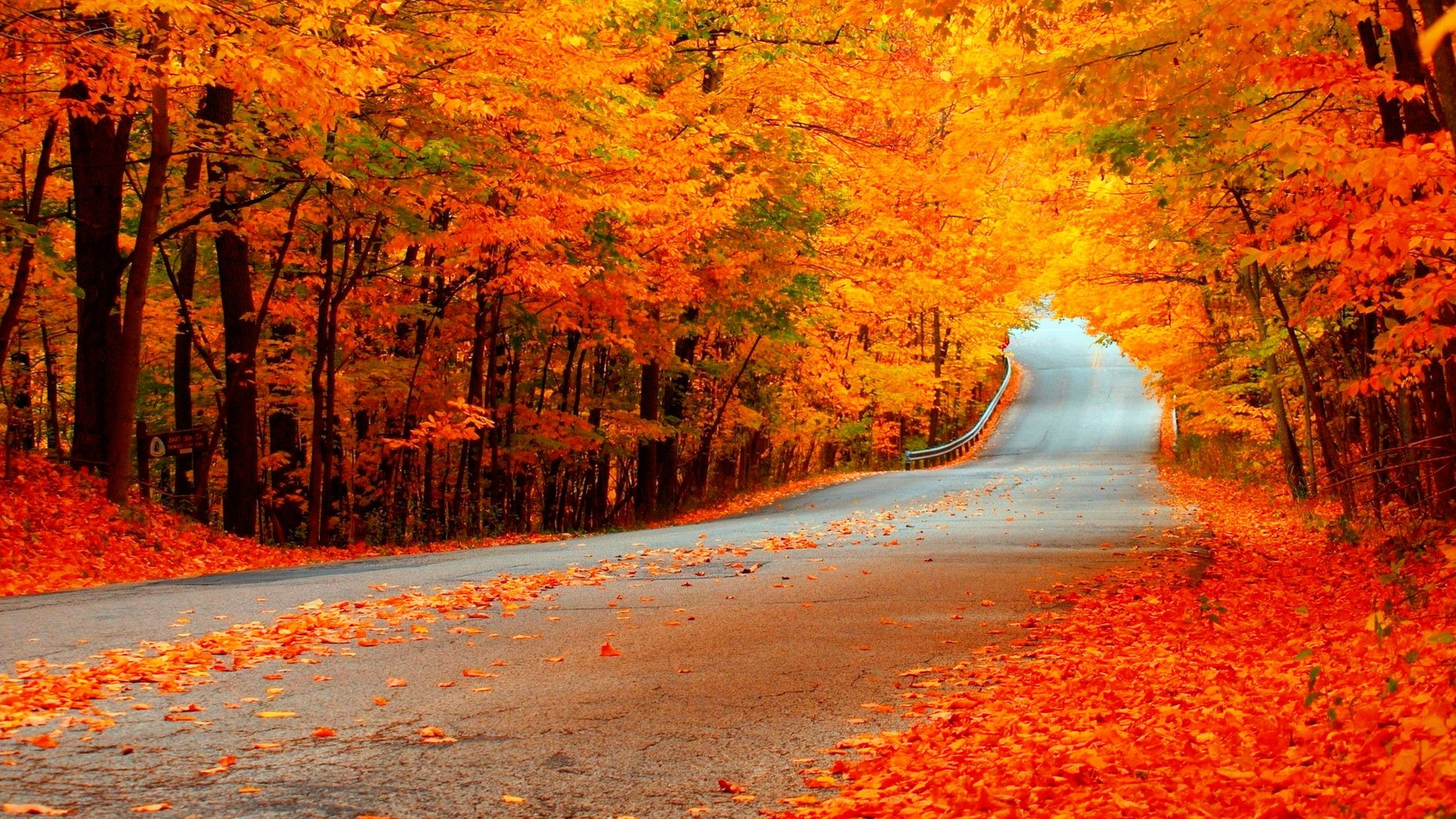 Скачать картинку Осень, Дорога, Лес, Сделано Человеком, Оранжевый Цвет) в телефон бесплатно.