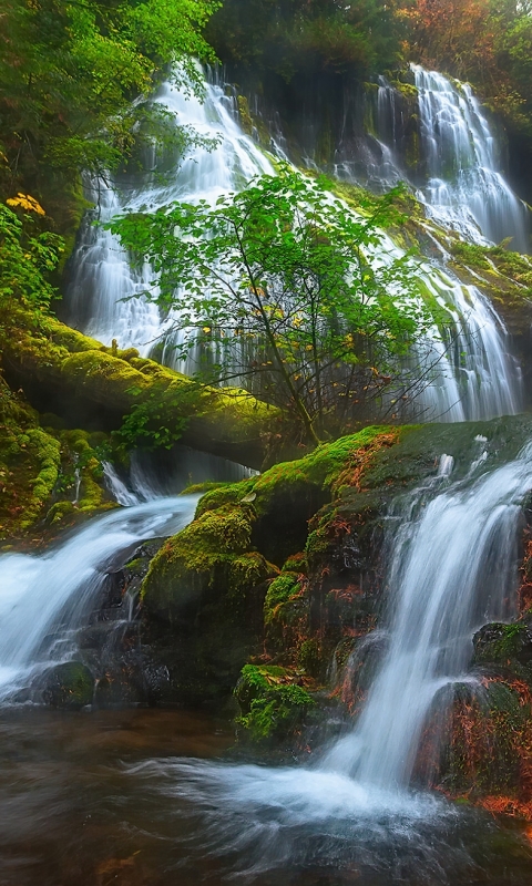 Download mobile wallpaper Waterfalls, Waterfall, Forest, Tree, Fall, Earth for free.