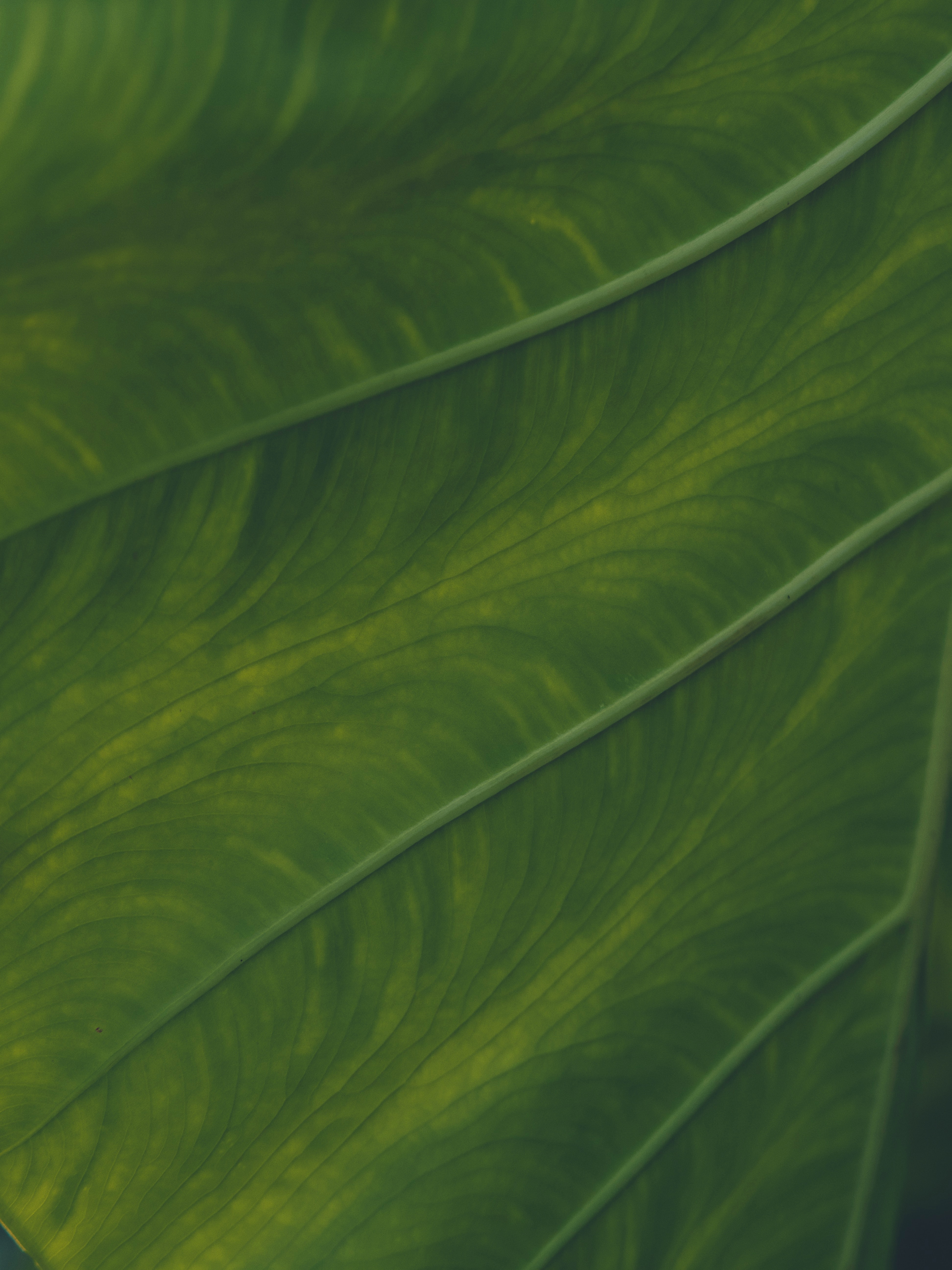Download mobile wallpaper Macro, Sheet, Veins, Leaf, Plant for free.