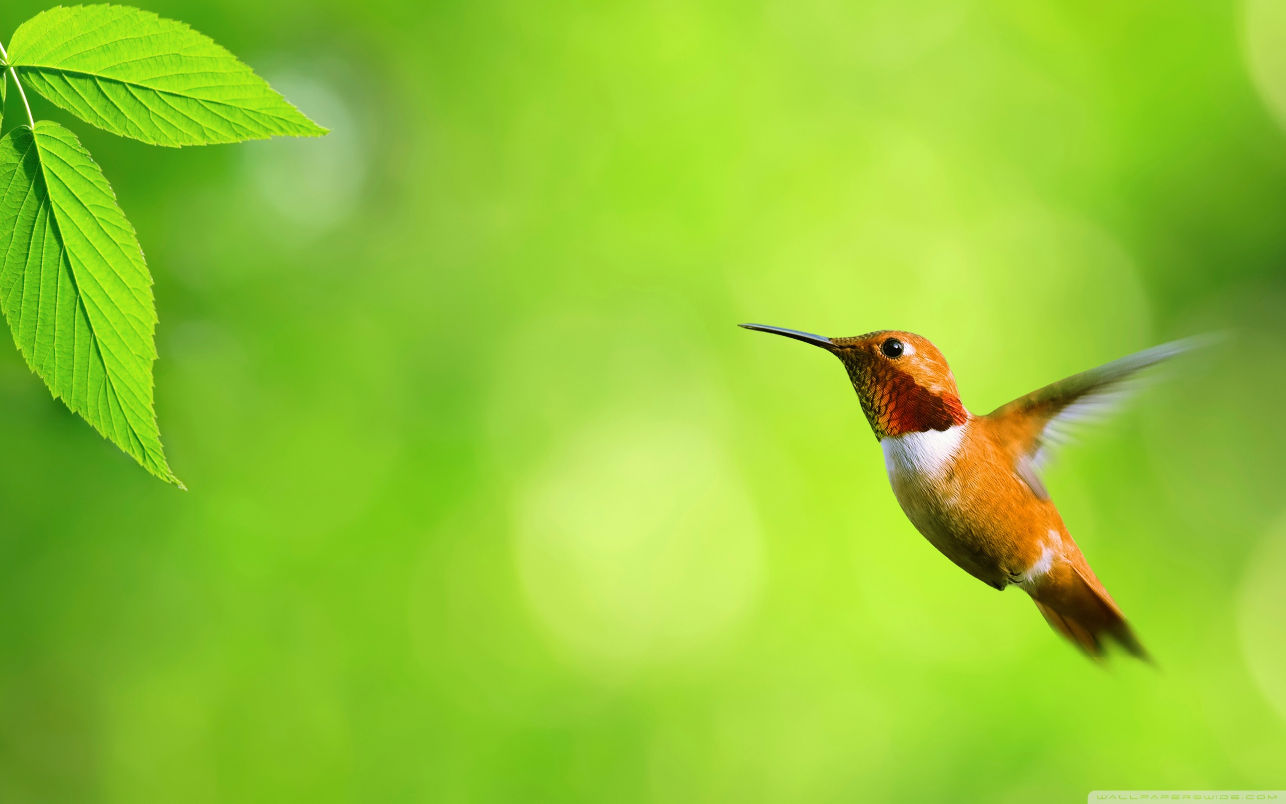 314041 descargar fondo de pantalla animales, colibrí, ave, aves: protectores de pantalla e imágenes gratis