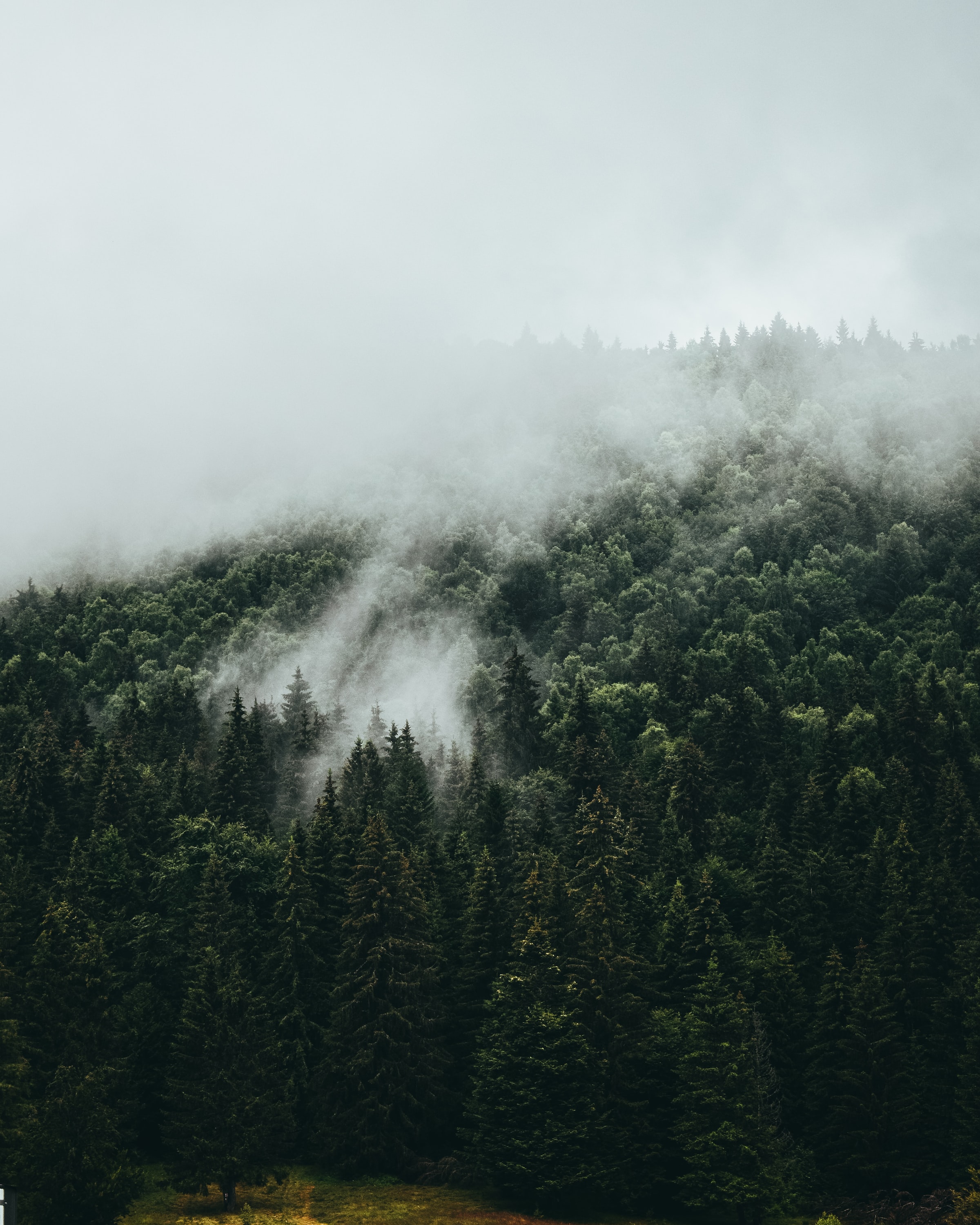 vertical wallpaper forest, nature, trees, sky, fog, spruce, fir
