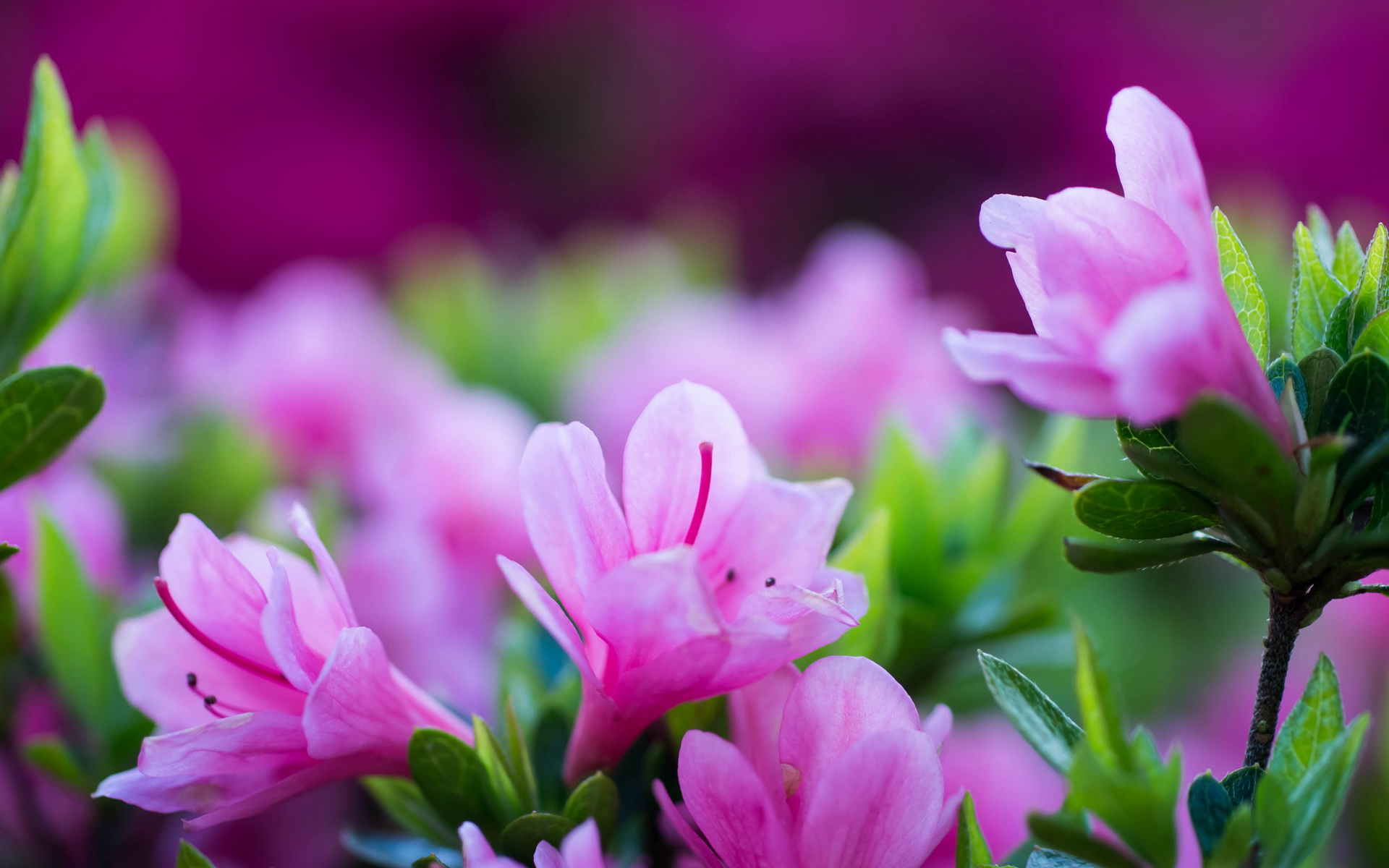 307757 Bildschirmschoner und Hintergrundbilder Blumen auf Ihrem Telefon. Laden Sie  Bilder kostenlos herunter