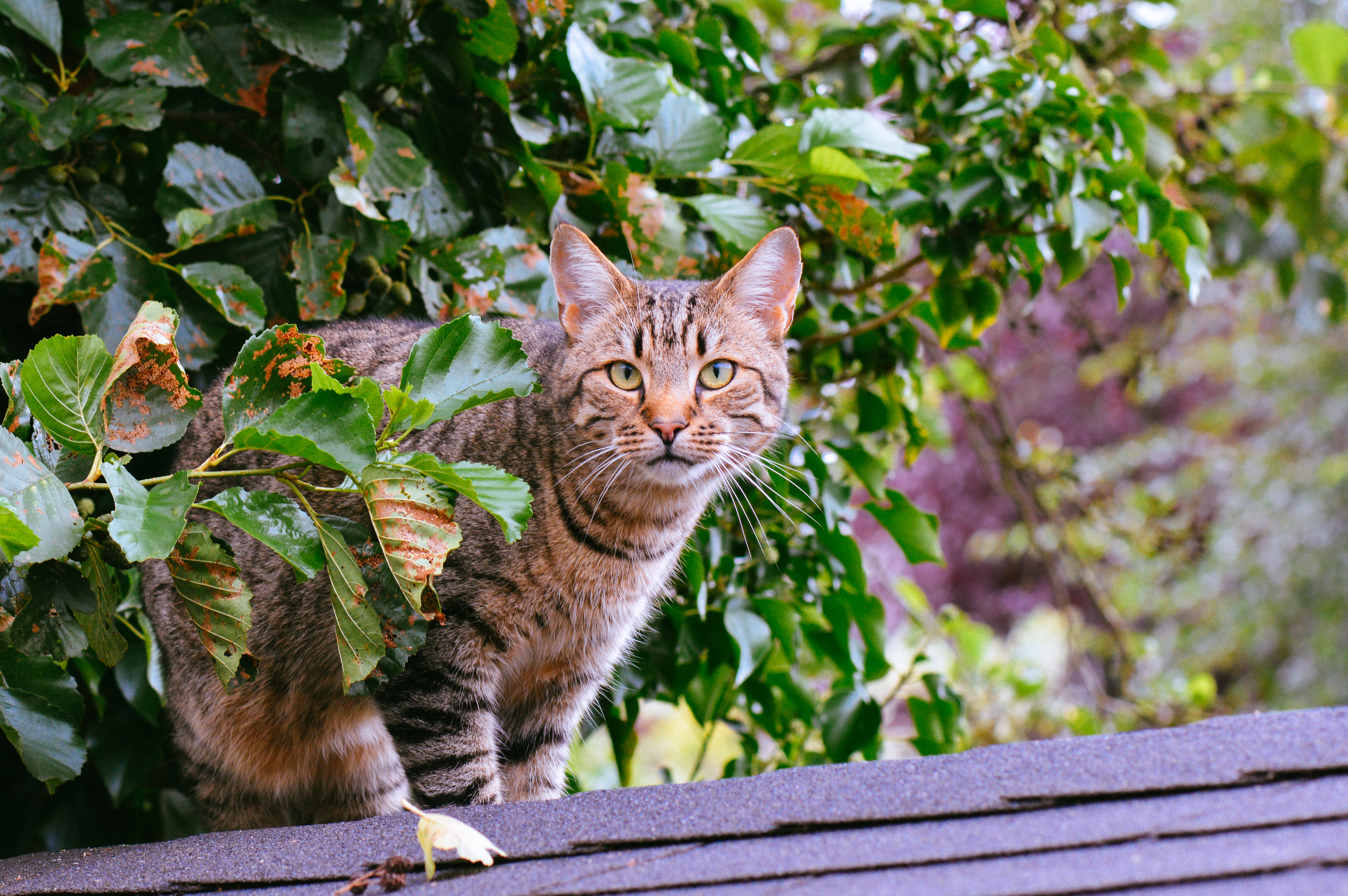 Download mobile wallpaper Animals, Striped, Foliage, Cat for free.