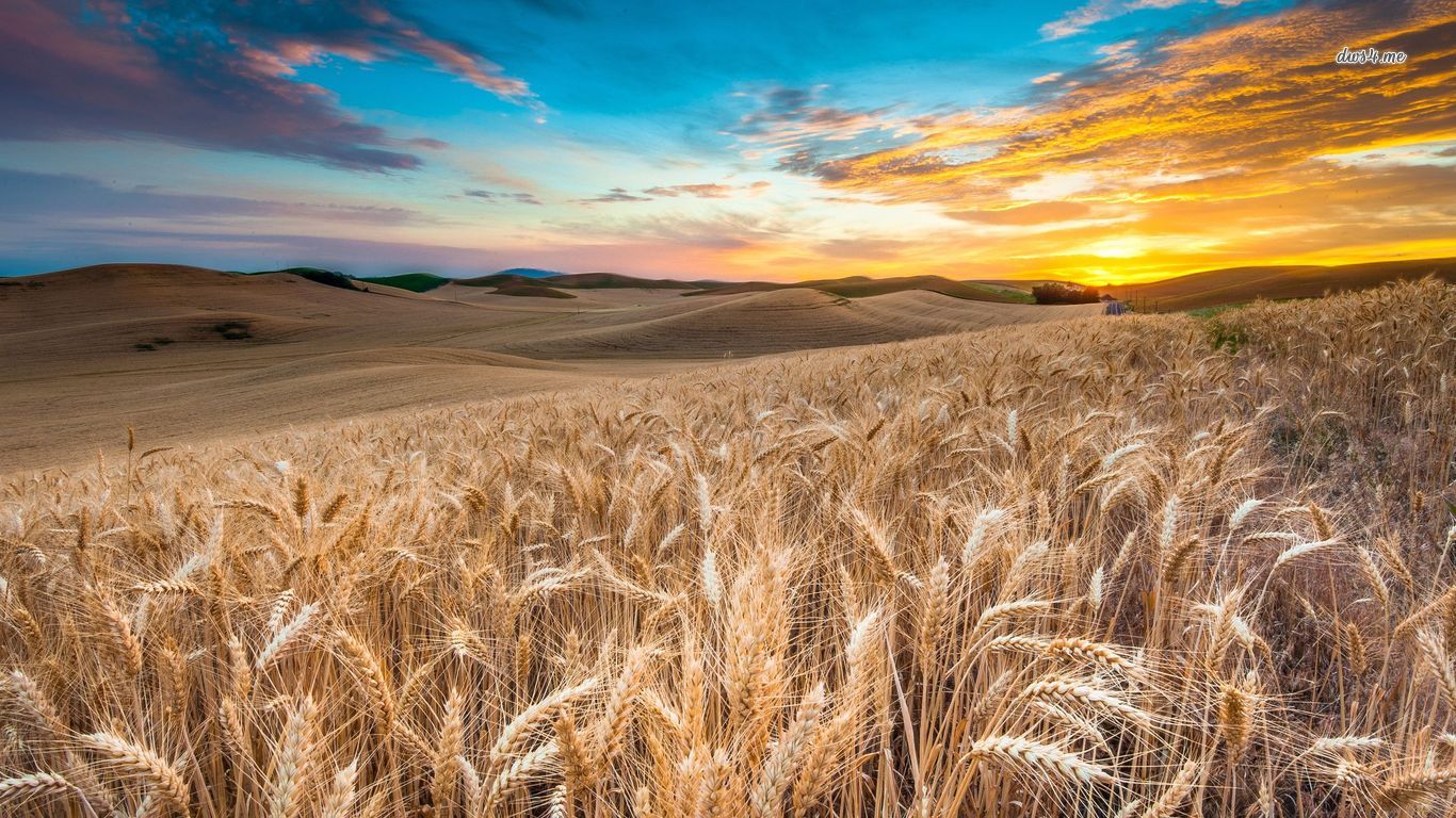 Free download wallpaper Wheat, Earth on your PC desktop