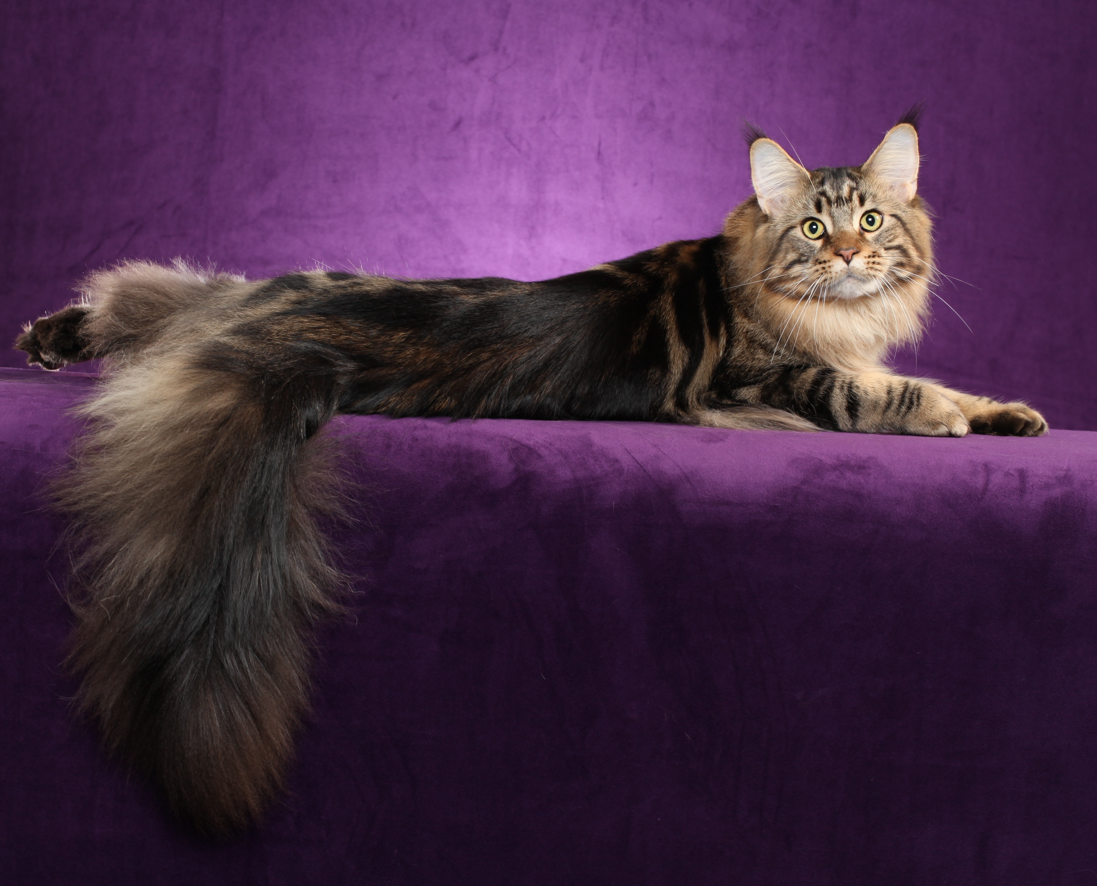 animals, cat, fluffy, tail, maine coon, maine