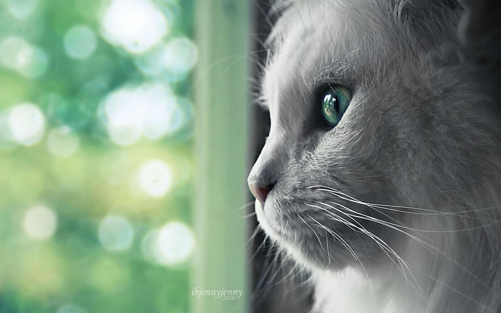 Free download wallpaper Cat, Cats, Animal on your PC desktop