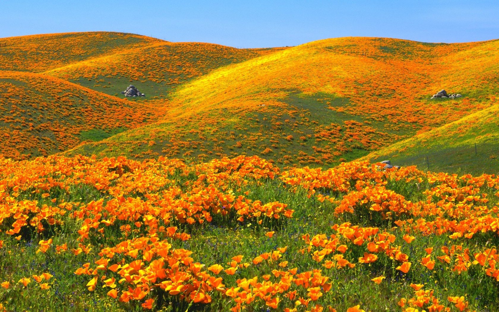 Free download wallpaper Earth, Field, Hill, Poppy, Yellow Flower on your PC desktop