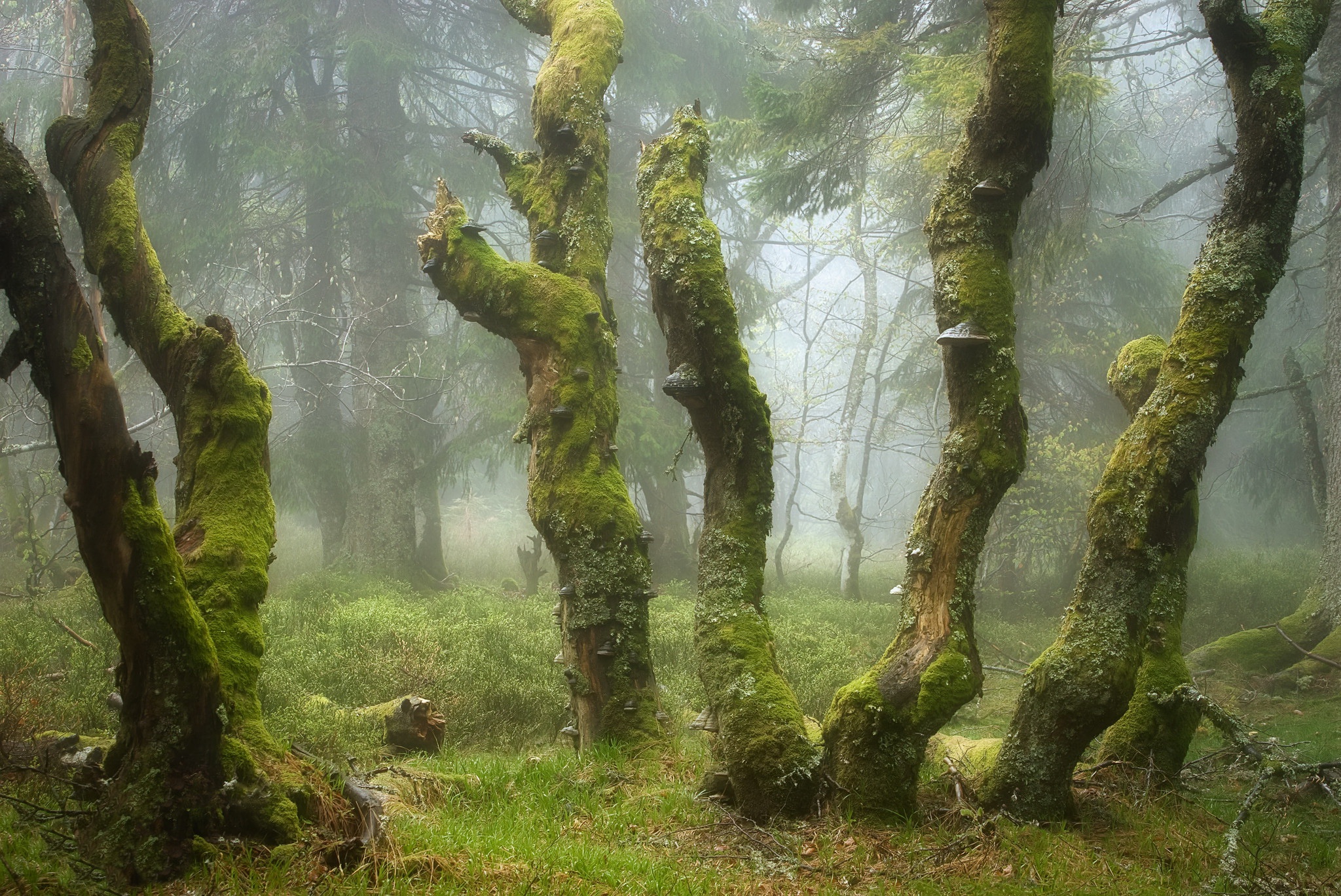 Download mobile wallpaper Nature, Forest, Fog, Earth, Moss for free.