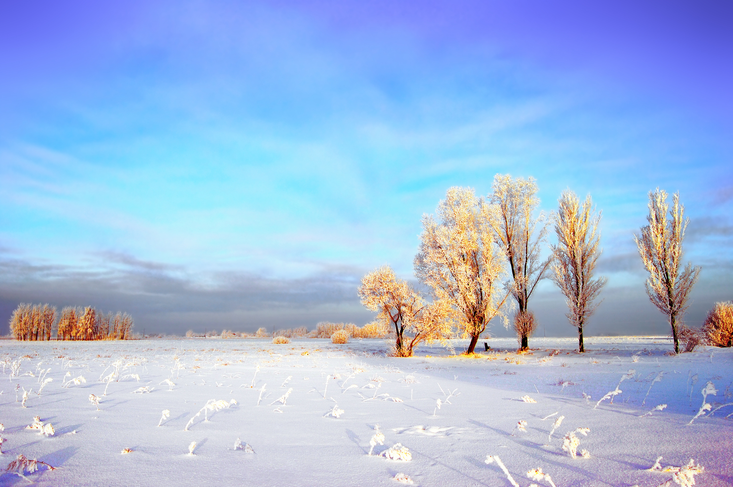 Download mobile wallpaper Winter, Sky, Snow, Tree, Earth, Field, Frost, Cloud for free.
