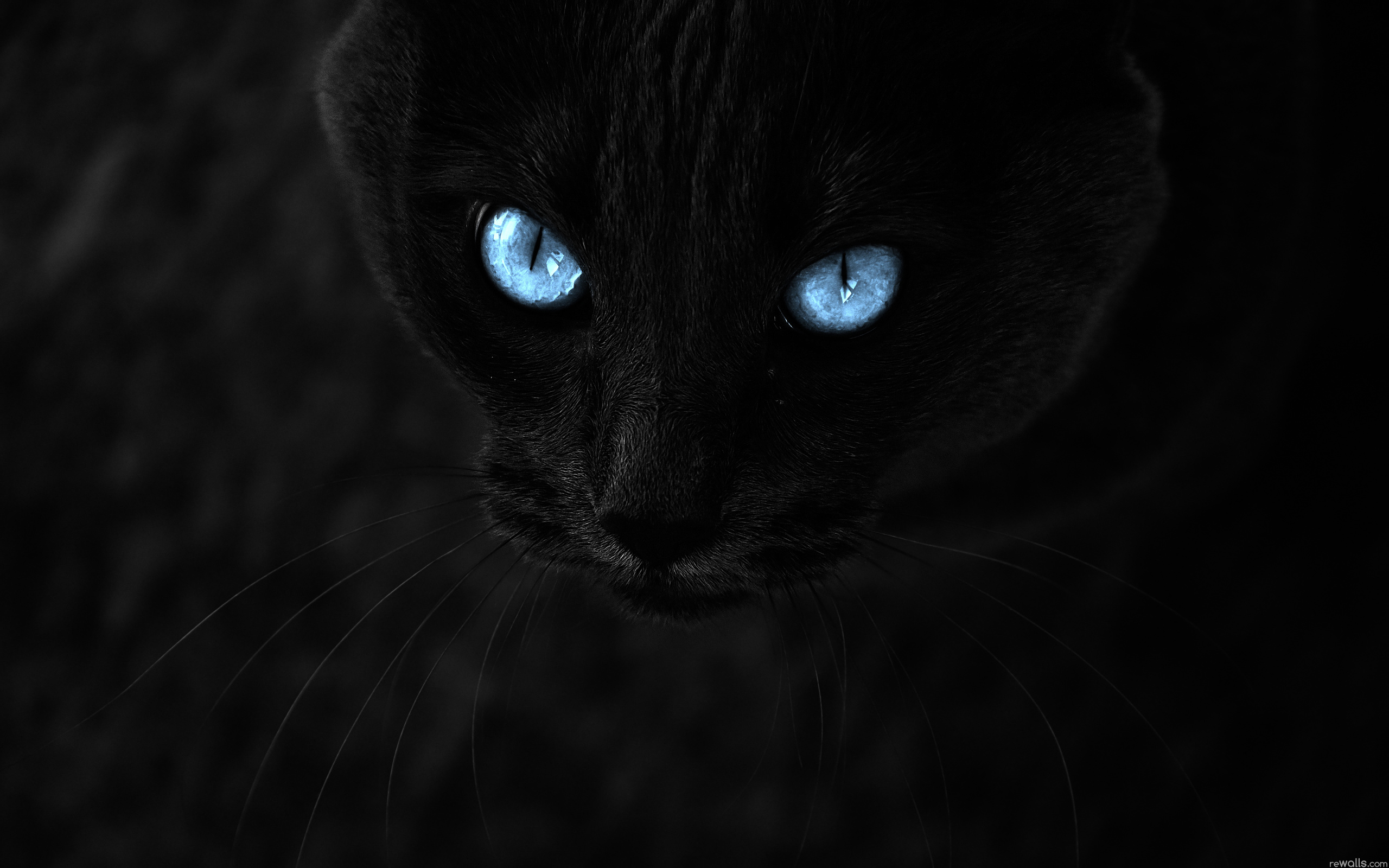 PCデスクトップに動物, ネコ, 猫, 目, 青い, 顔画像を無料でダウンロード