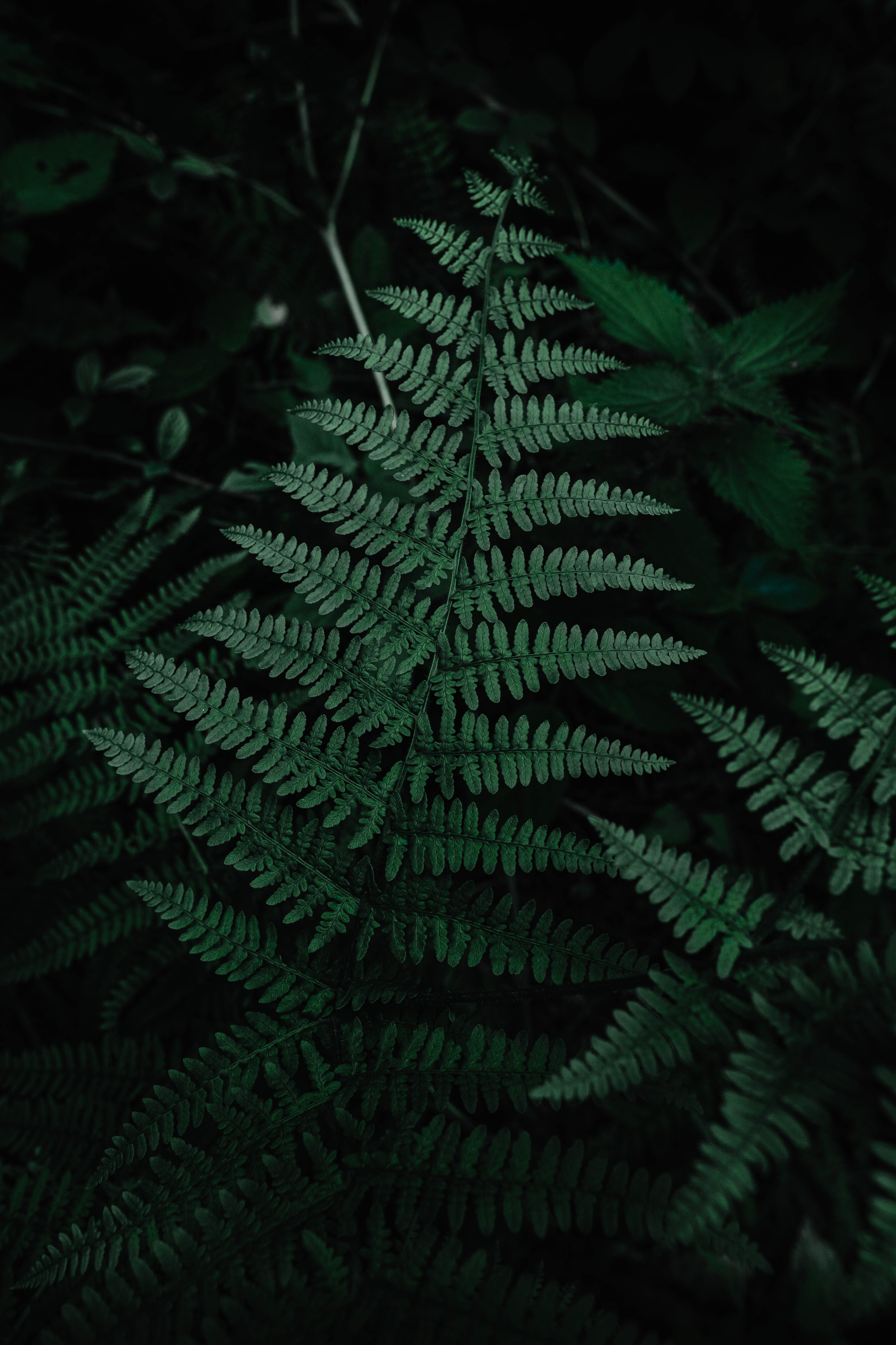 leaves, green, plant, macro, fern, carved HD wallpaper