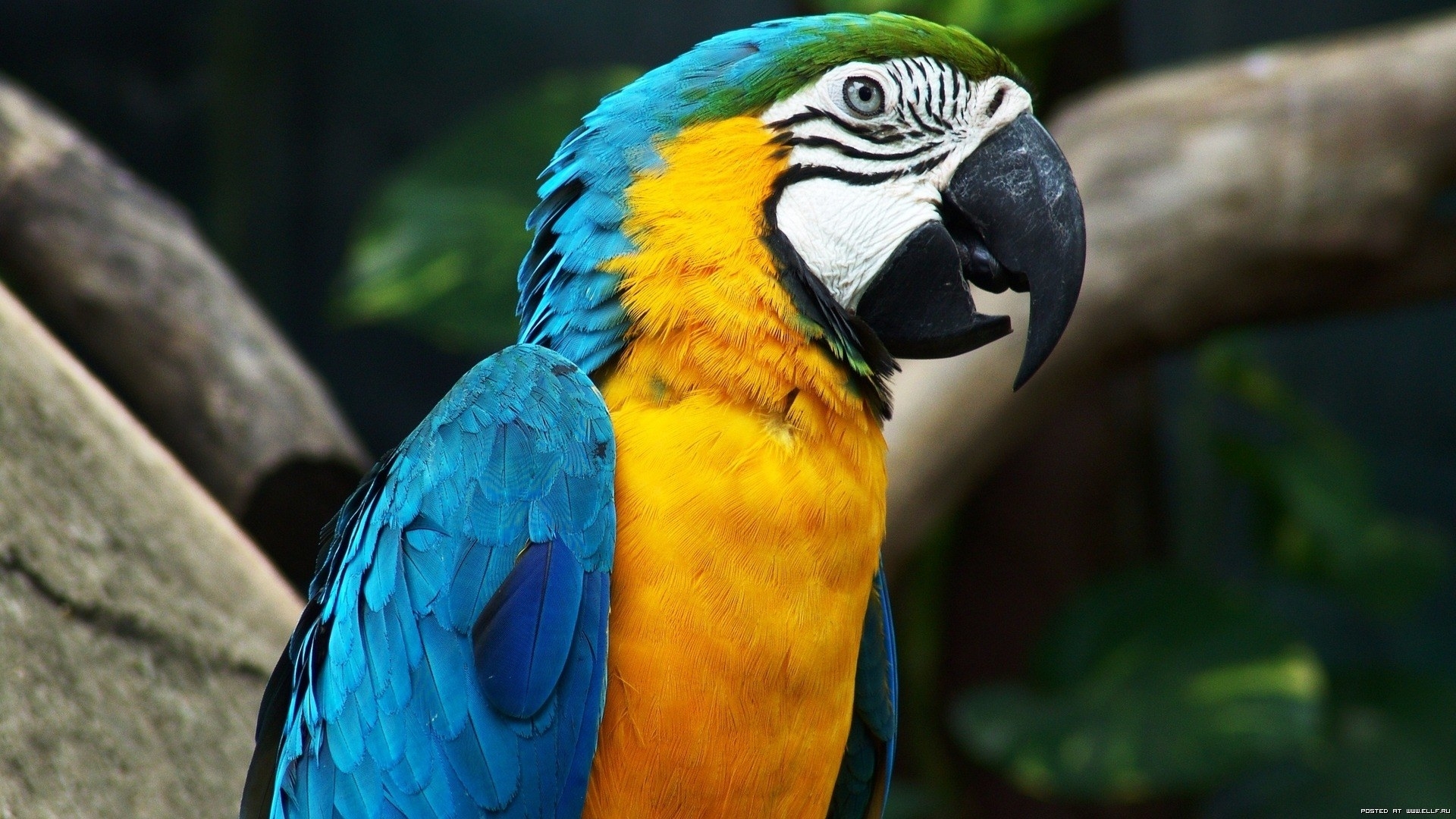 Laden Sie das Tiere, Vögel-Bild kostenlos auf Ihren PC-Desktop herunter