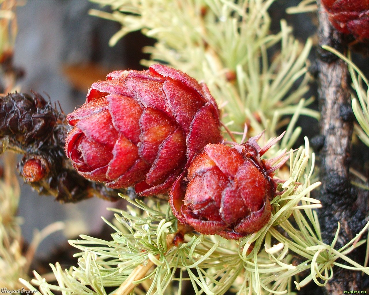 plants, cones, fir trees wallpapers for tablet