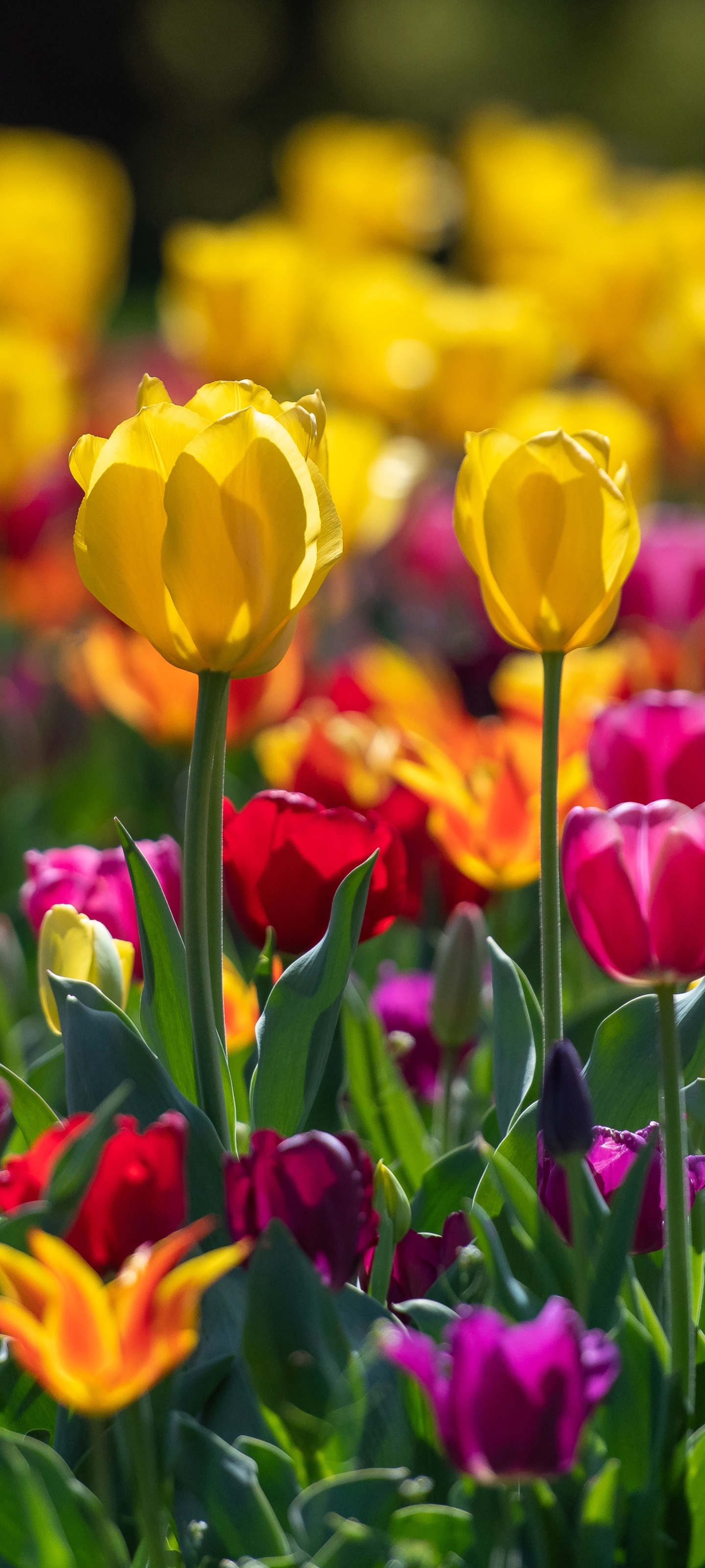 Download mobile wallpaper Flowers, Flower, Earth, Tulip, Yellow Flower, Pink Flower for free.