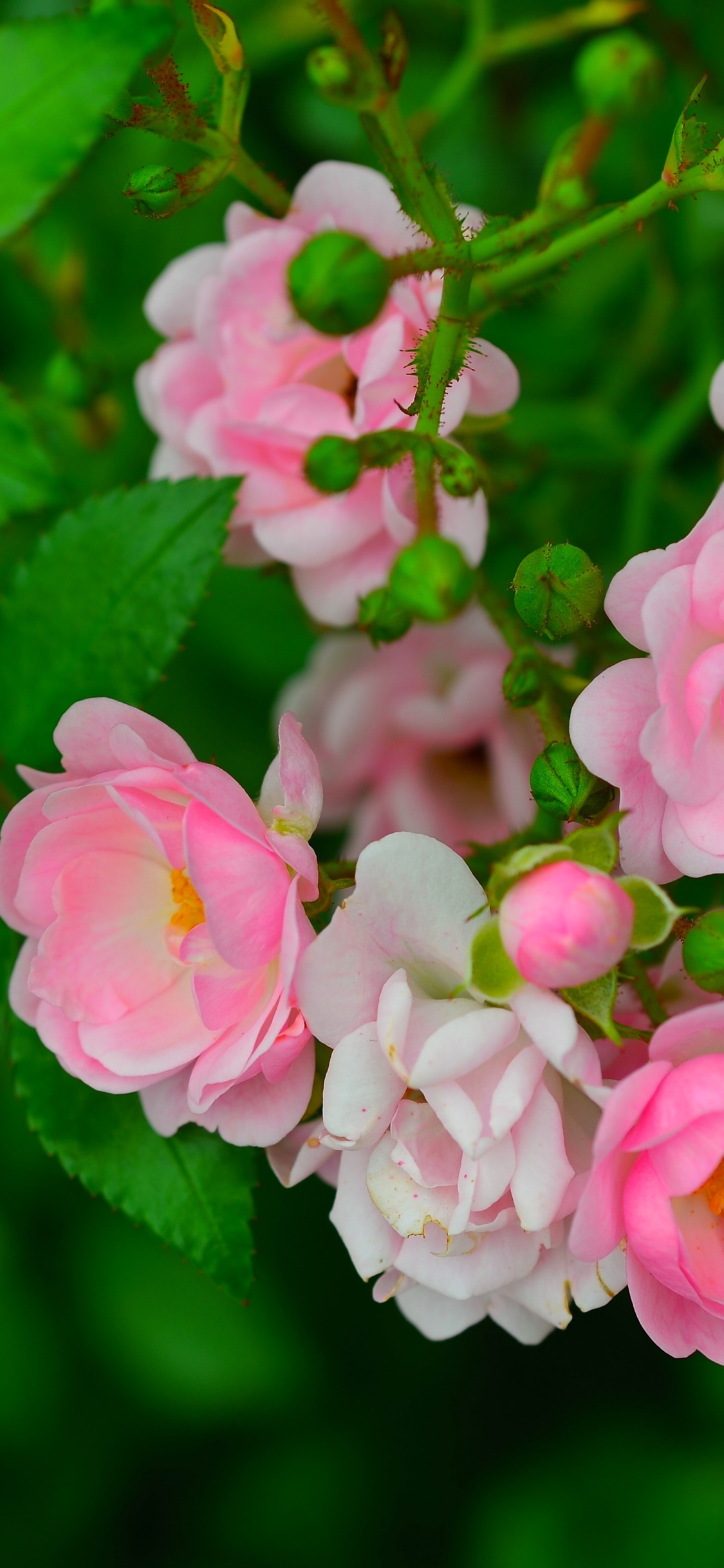 Handy-Wallpaper Blumen, Blume, Rose, Blatt, Erde/natur, Pinke Blume, Rosenstrauch kostenlos herunterladen.
