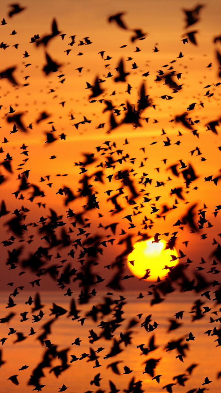 Download mobile wallpaper Nature, Birds, Sunset, Sun, Silhouette, Bird, Animal for free.