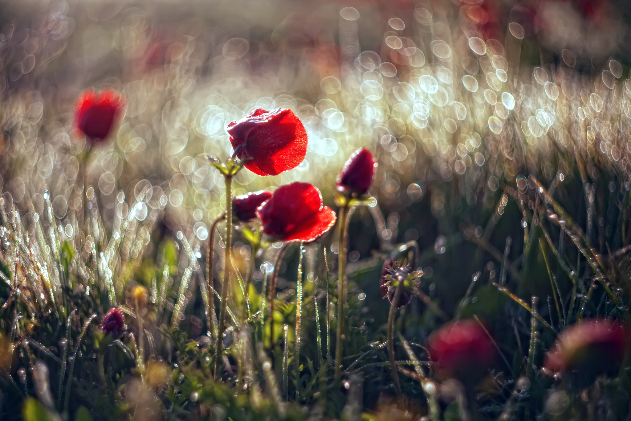 Descarga gratis la imagen Naturaleza, Flores, Campo, Bokeh, Amapola, Flor Roja, Tierra/naturaleza en el escritorio de tu PC