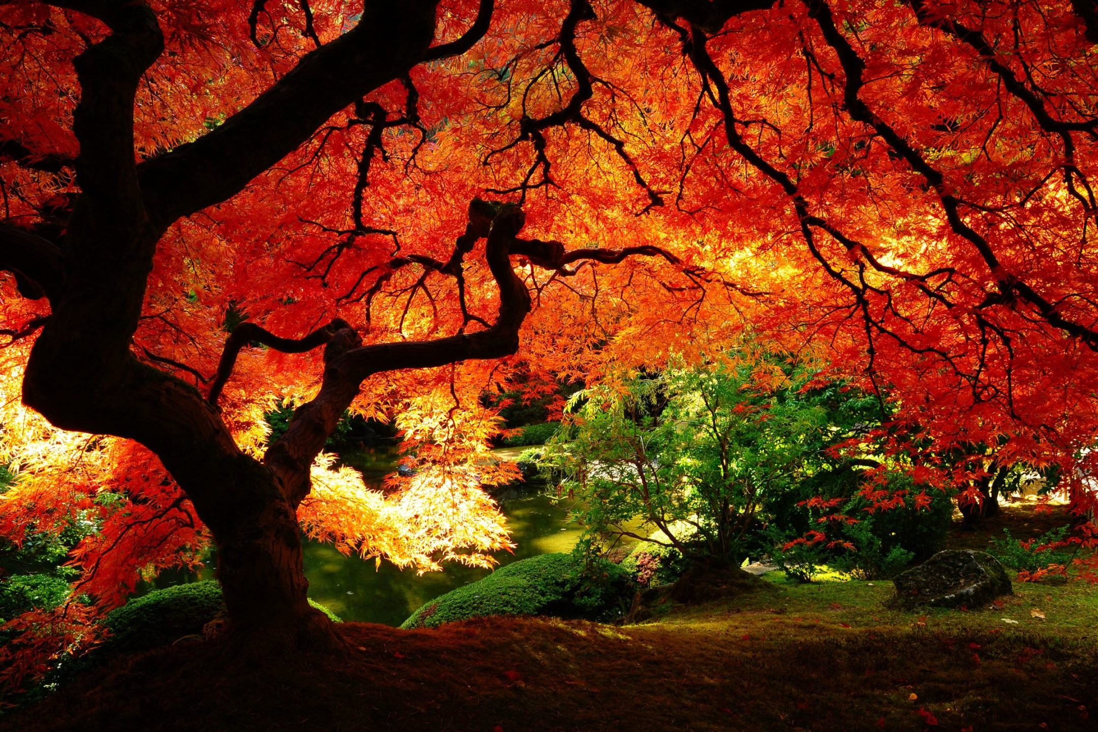 Laden Sie das Natur, Bäume, Herbst, Park, Baum, Garten, Erde/natur, Planze, Anlage-Bild kostenlos auf Ihren PC-Desktop herunter