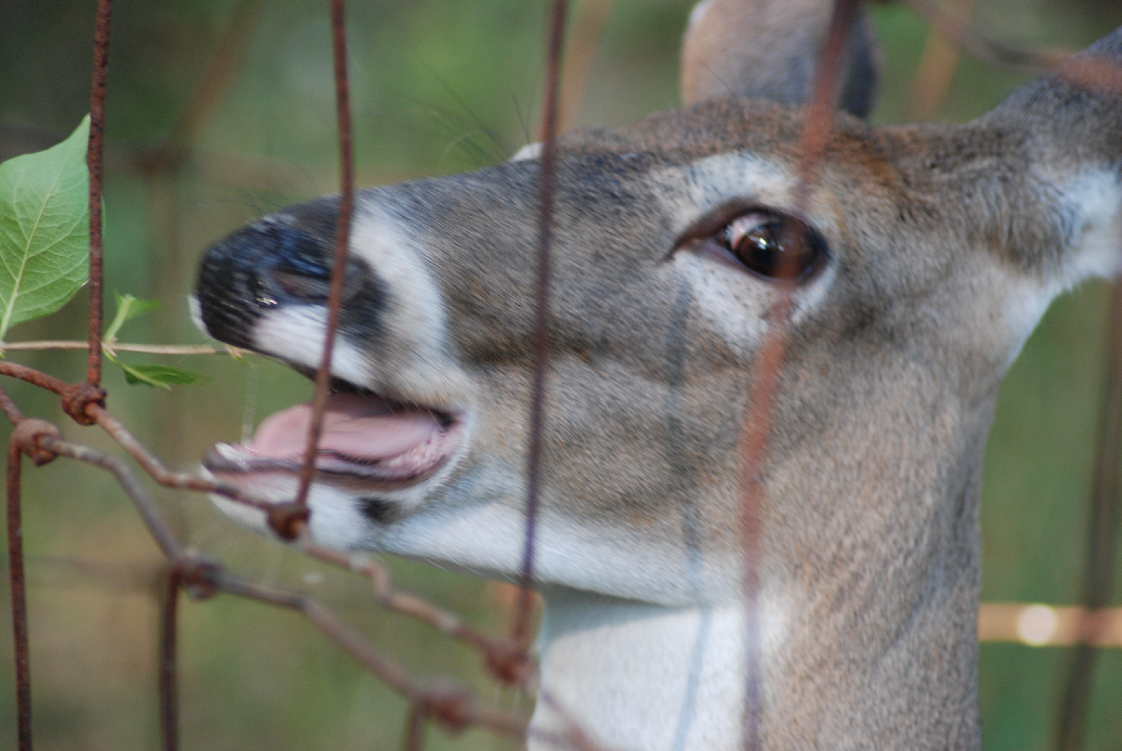 Handy-Wallpaper Tiere, Hirsch kostenlos herunterladen.