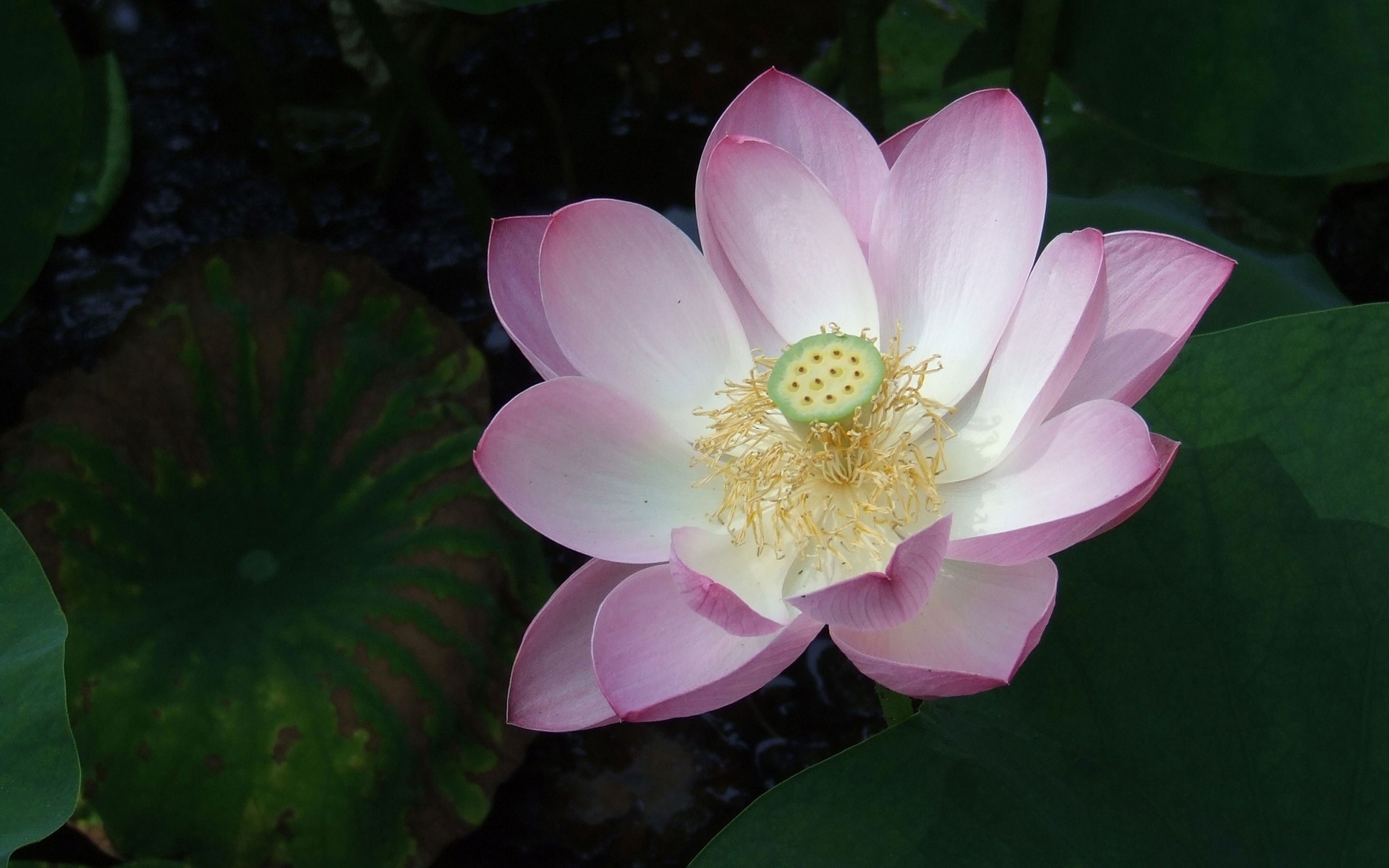 Handy-Wallpaper Lotus, Blumen, Blume, Erde/natur kostenlos herunterladen.