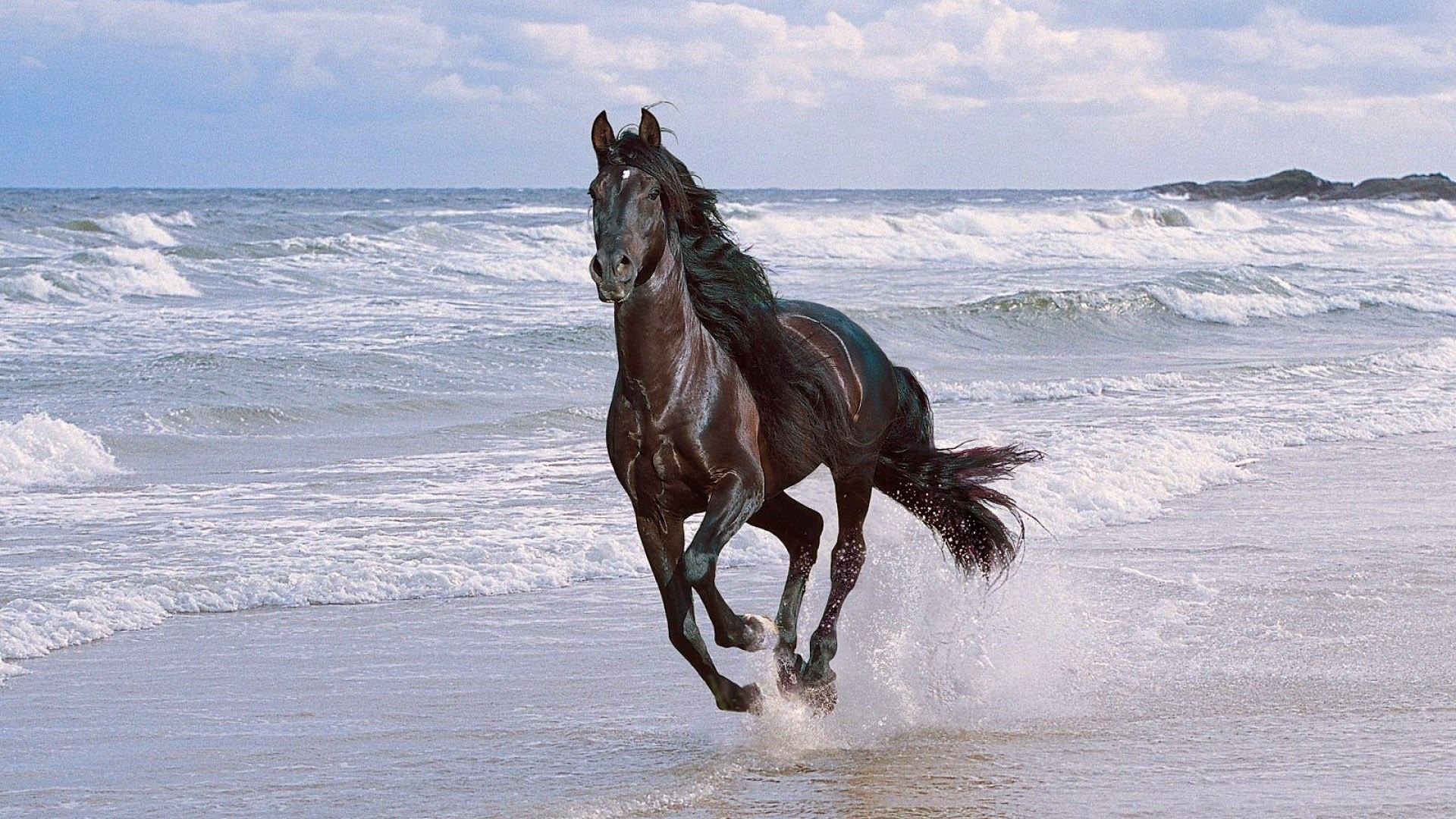 Скачать картинку Животные, Пляж, Океан, Лошадь, Волна в телефон бесплатно.