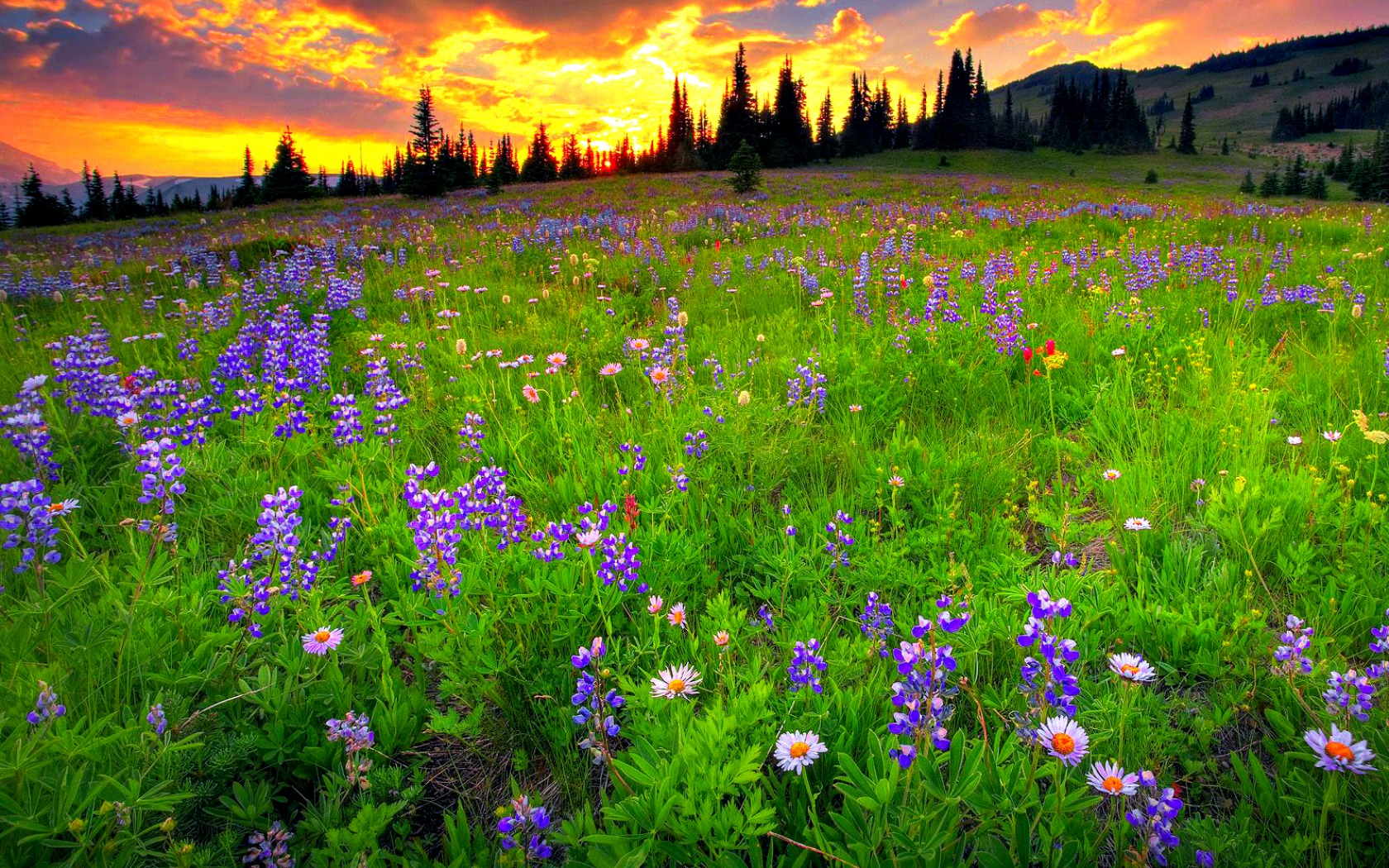 Descarga gratis la imagen Flores, Flor, Campo, Atardecer, Flor Purpura, Tierra/naturaleza en el escritorio de tu PC