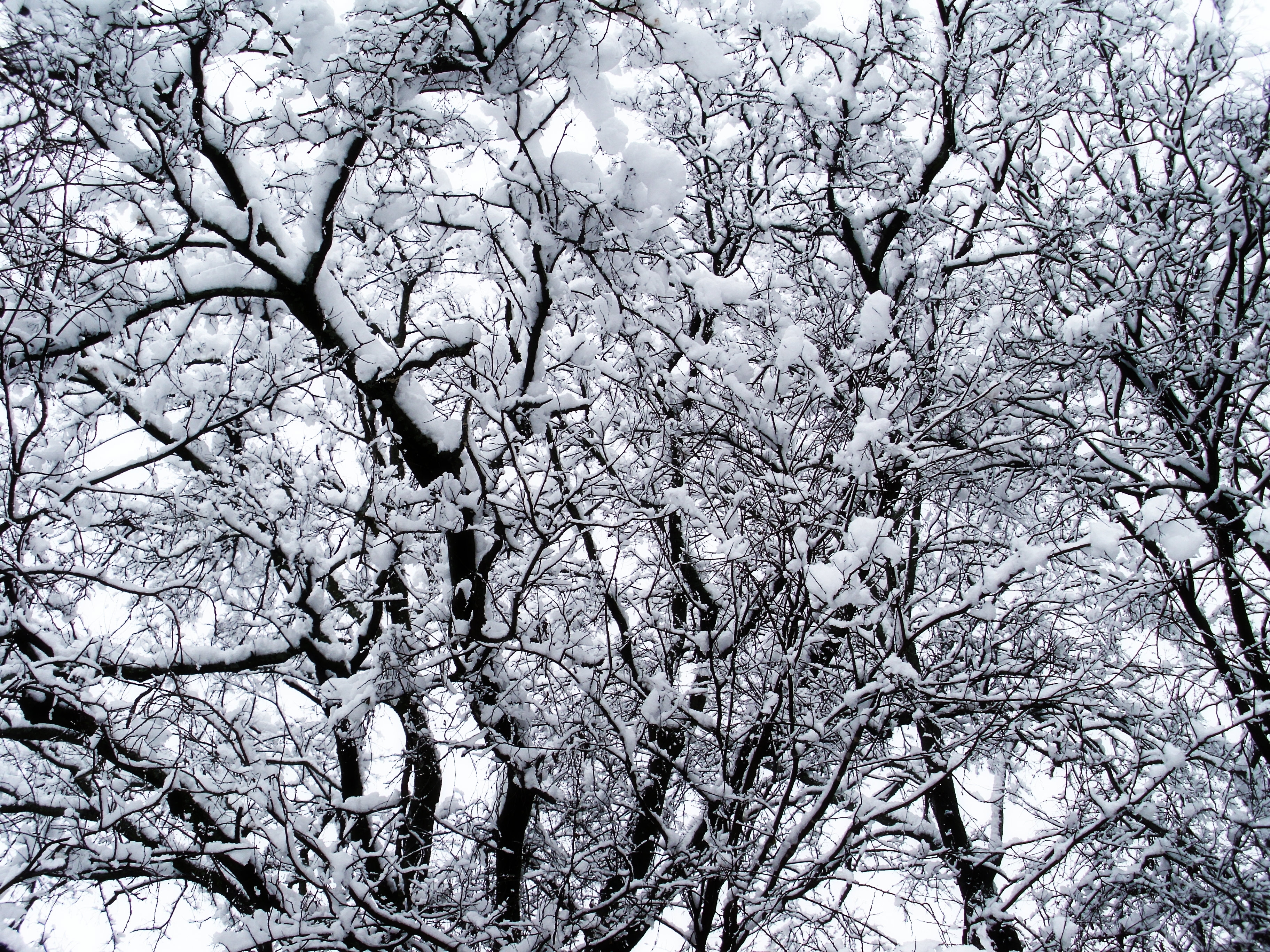 Скачать картинку Снег, Природа, Деревья, Зима в телефон бесплатно.