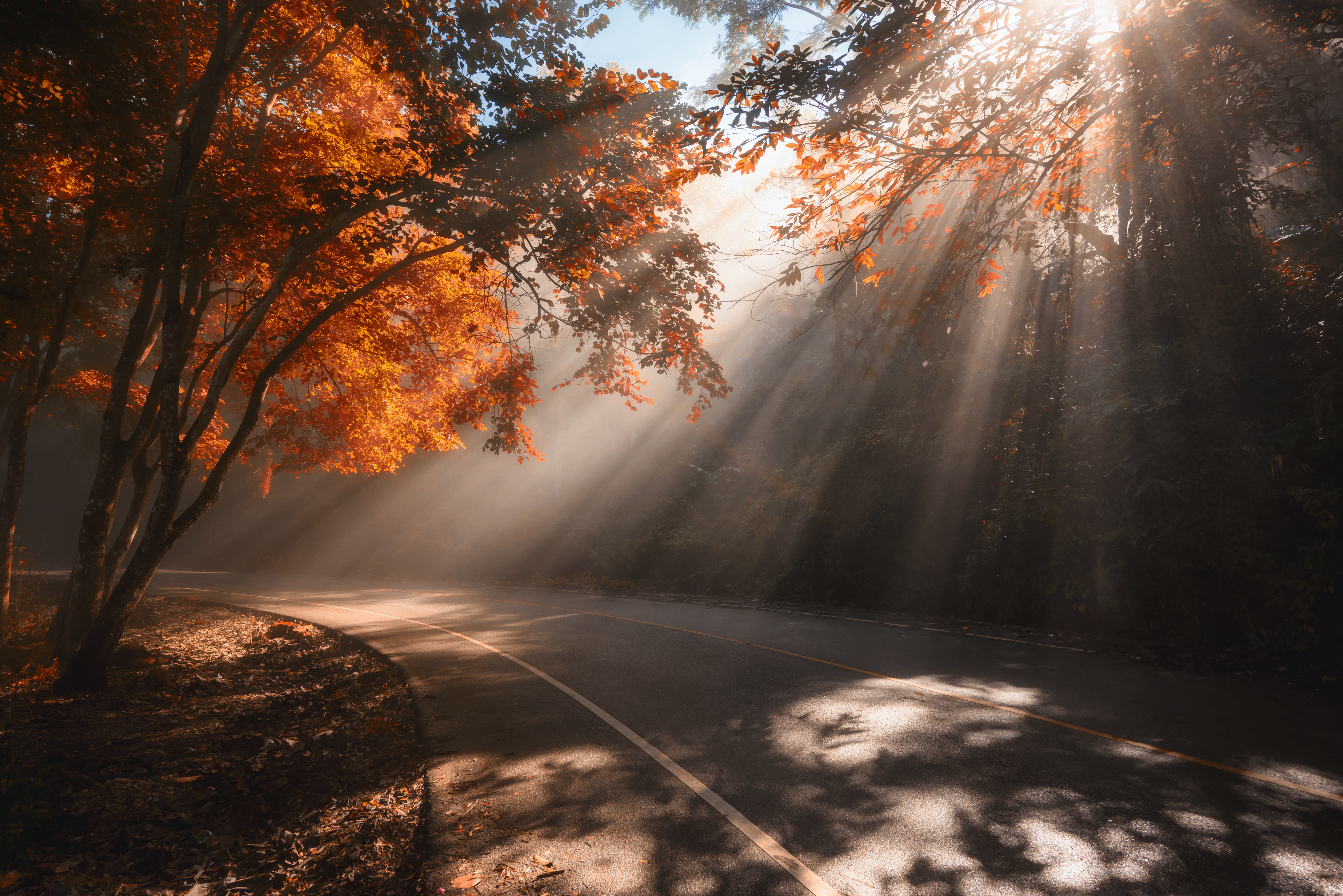 Descarga gratis la imagen Naturaleza, Otoño, Carretera, Rayo De Sol, Tierra/naturaleza en el escritorio de tu PC