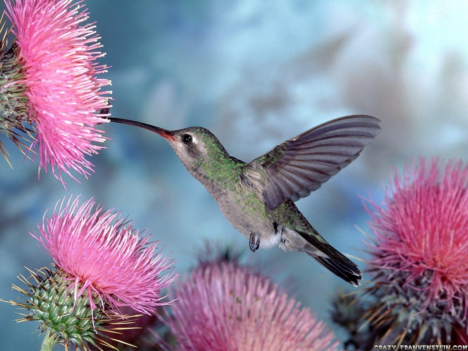 Baixe gratuitamente a imagem Animais, Aves, Beija Flor, Pássaro na área de trabalho do seu PC
