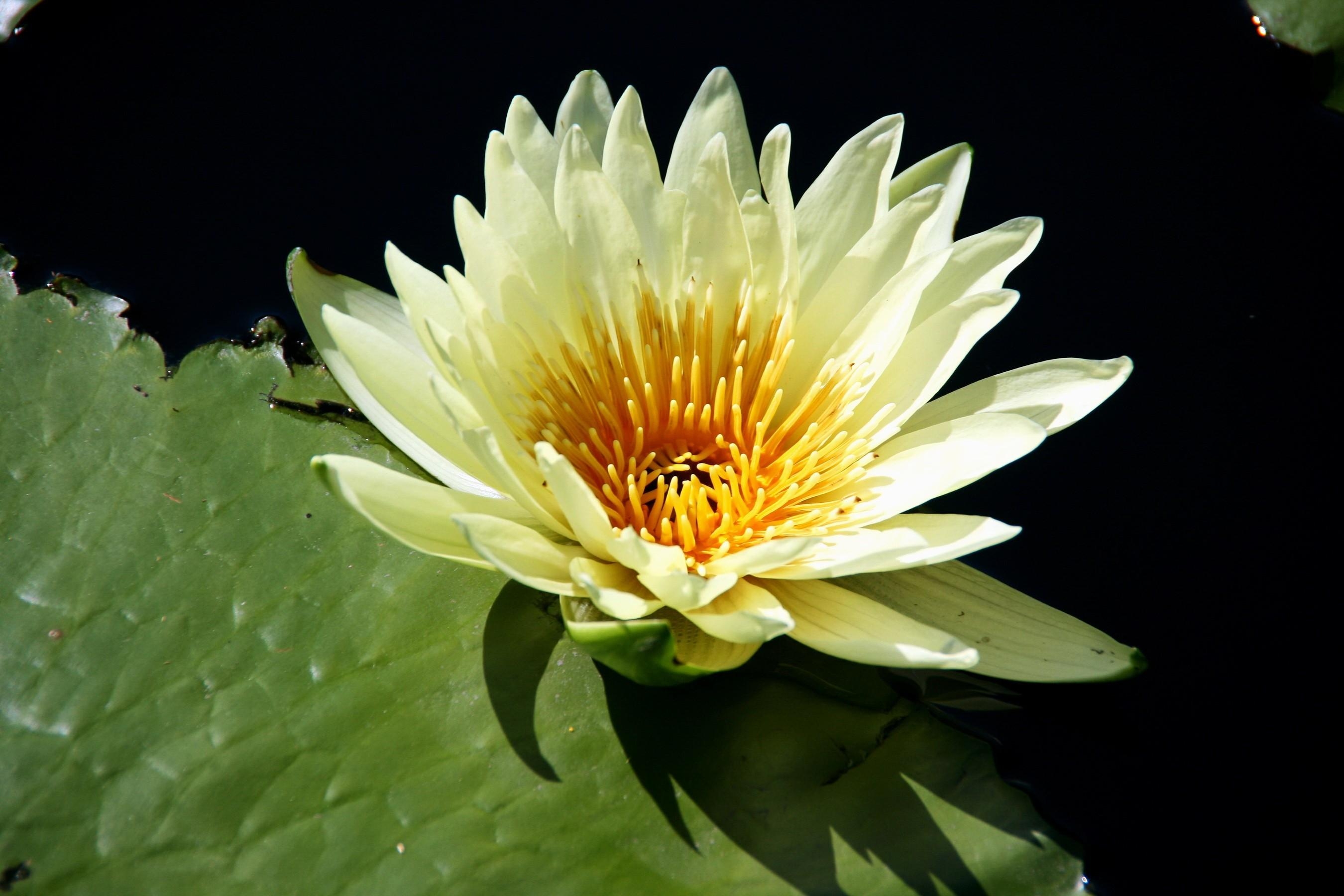 flowers, water, close up, leaflet, water lily High Definition image