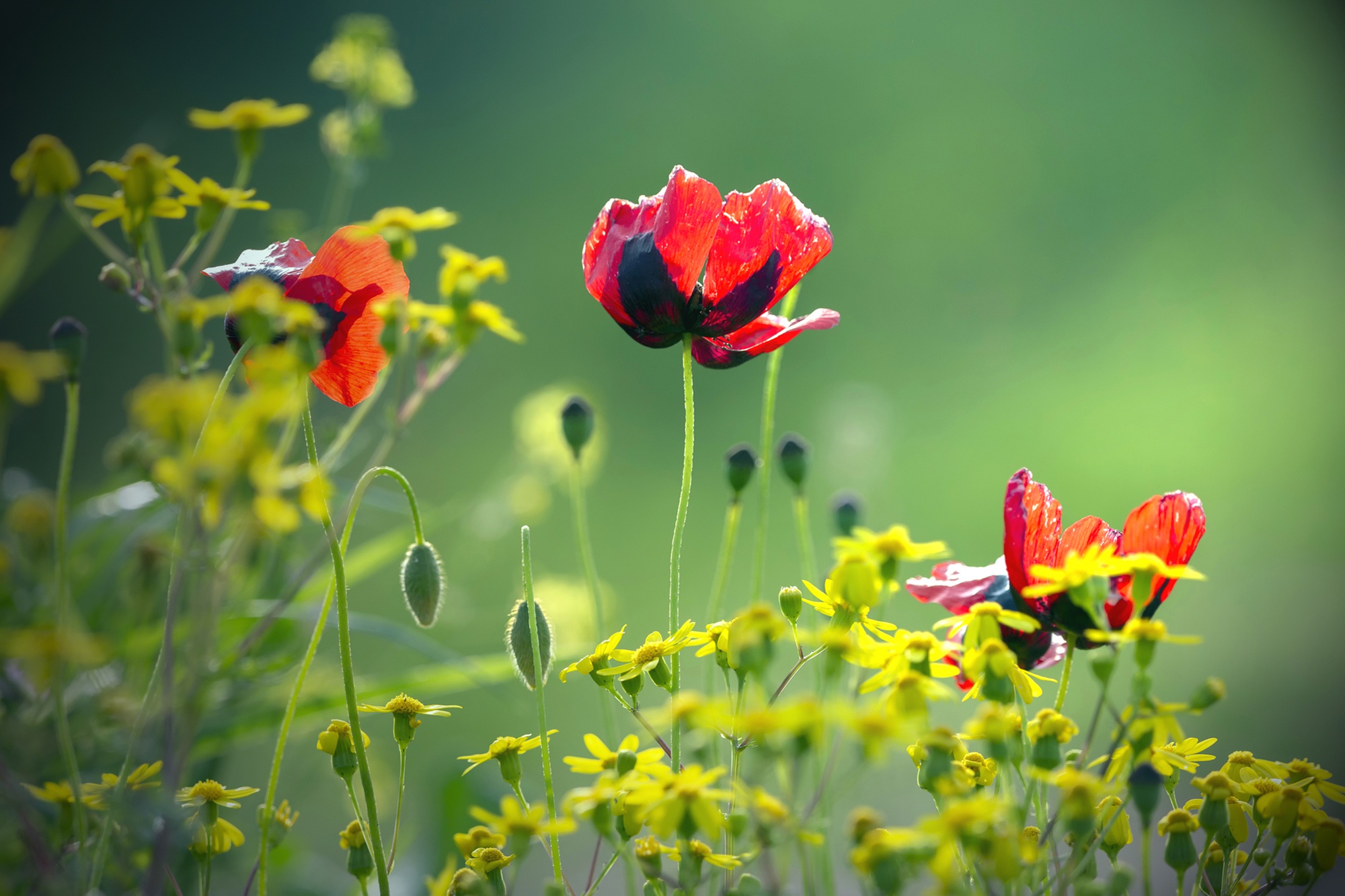 Descarga gratis la imagen Naturaleza, Flores, Flor, Amapola, Flor Roja, Tierra/naturaleza en el escritorio de tu PC