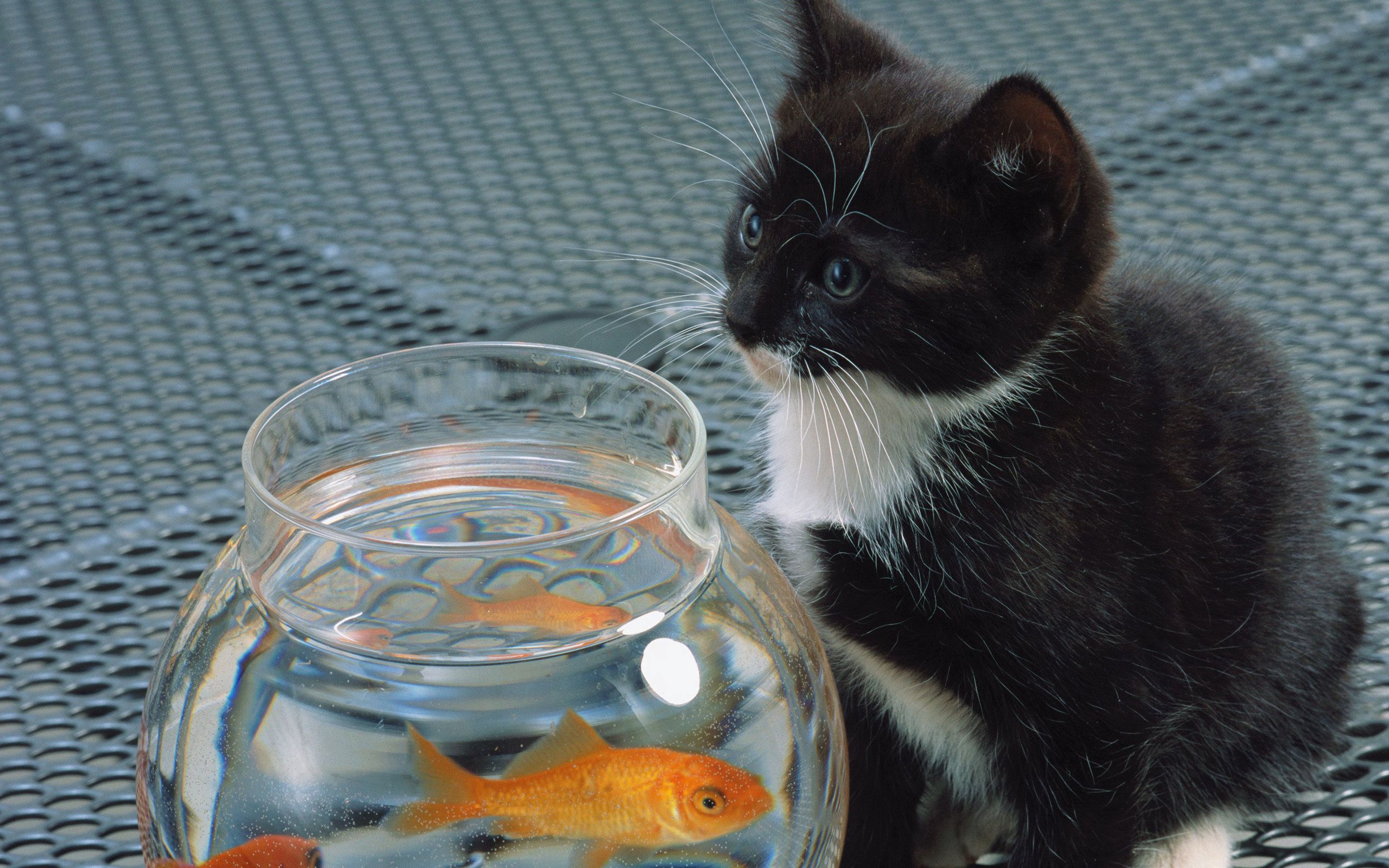 cat, animals, kitty, black, white, kitten, aquarium, fish
