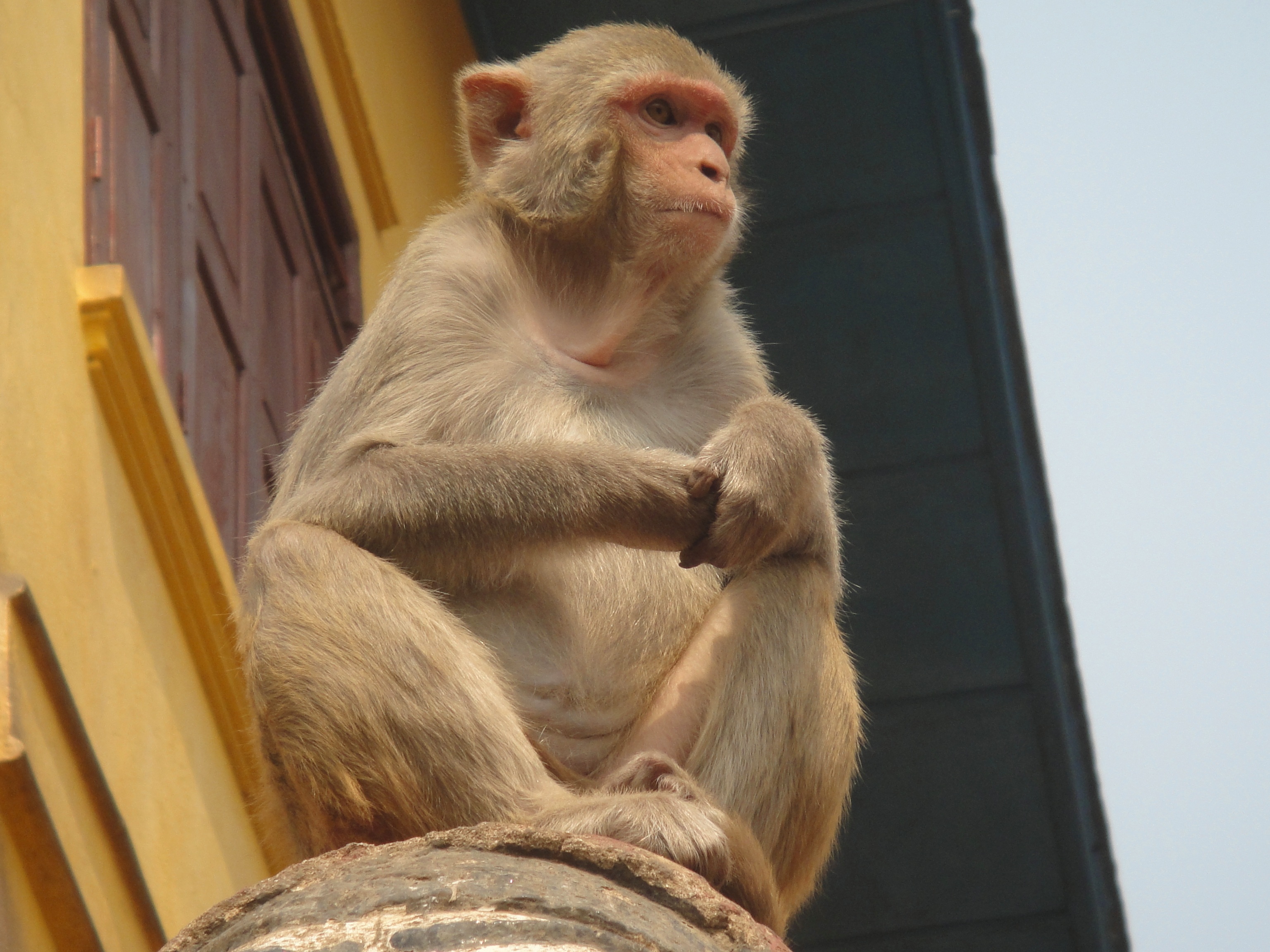 bottom view, monkey, animals, is sitting, sits
