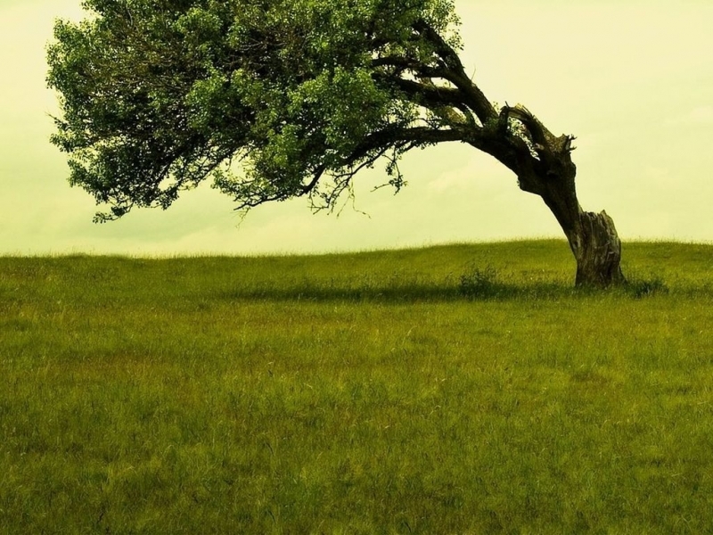 Download mobile wallpaper Trees, Landscape, Nature for free.