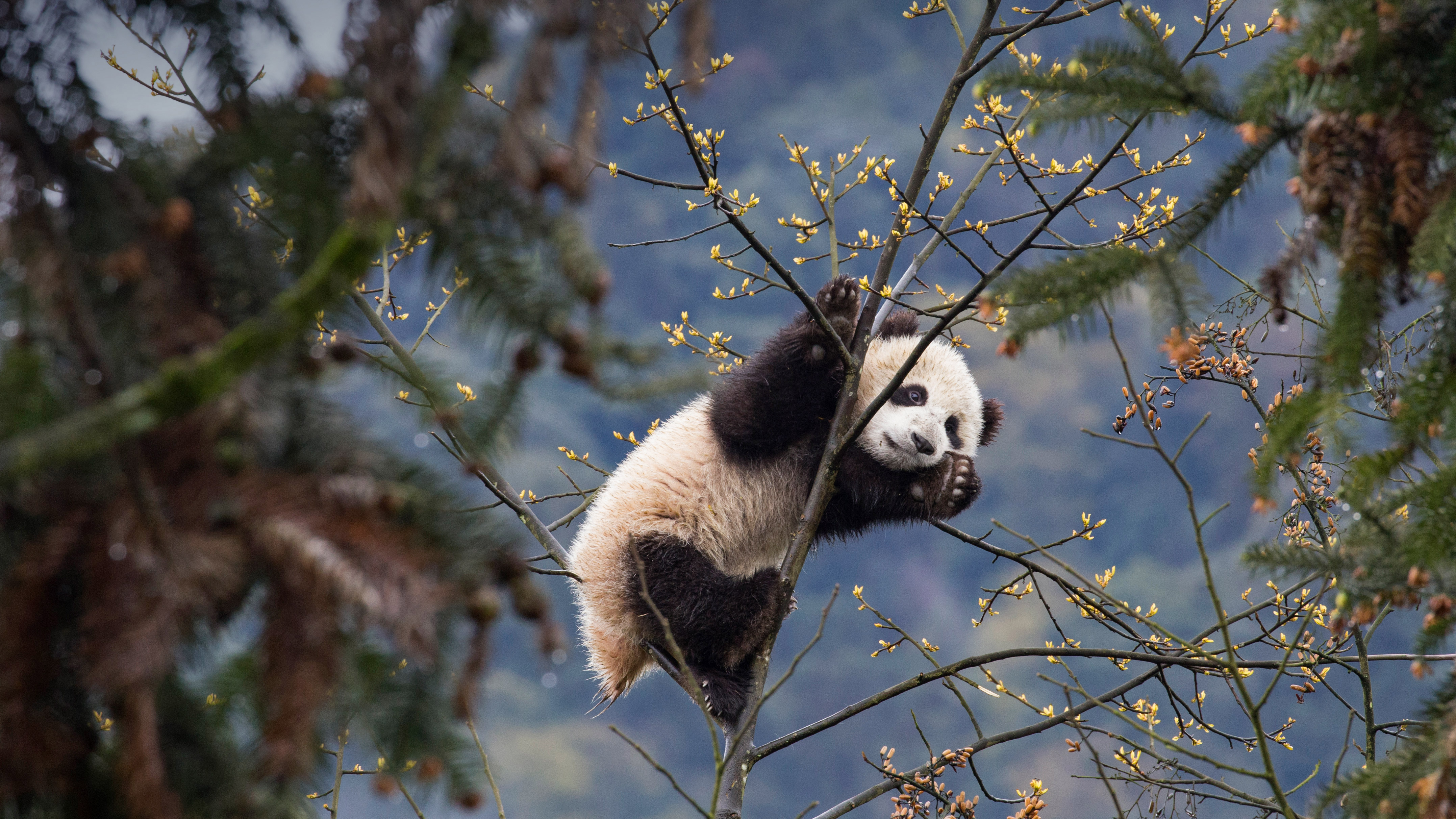 Téléchargez des papiers peints mobile Animaux, Panda gratuitement.