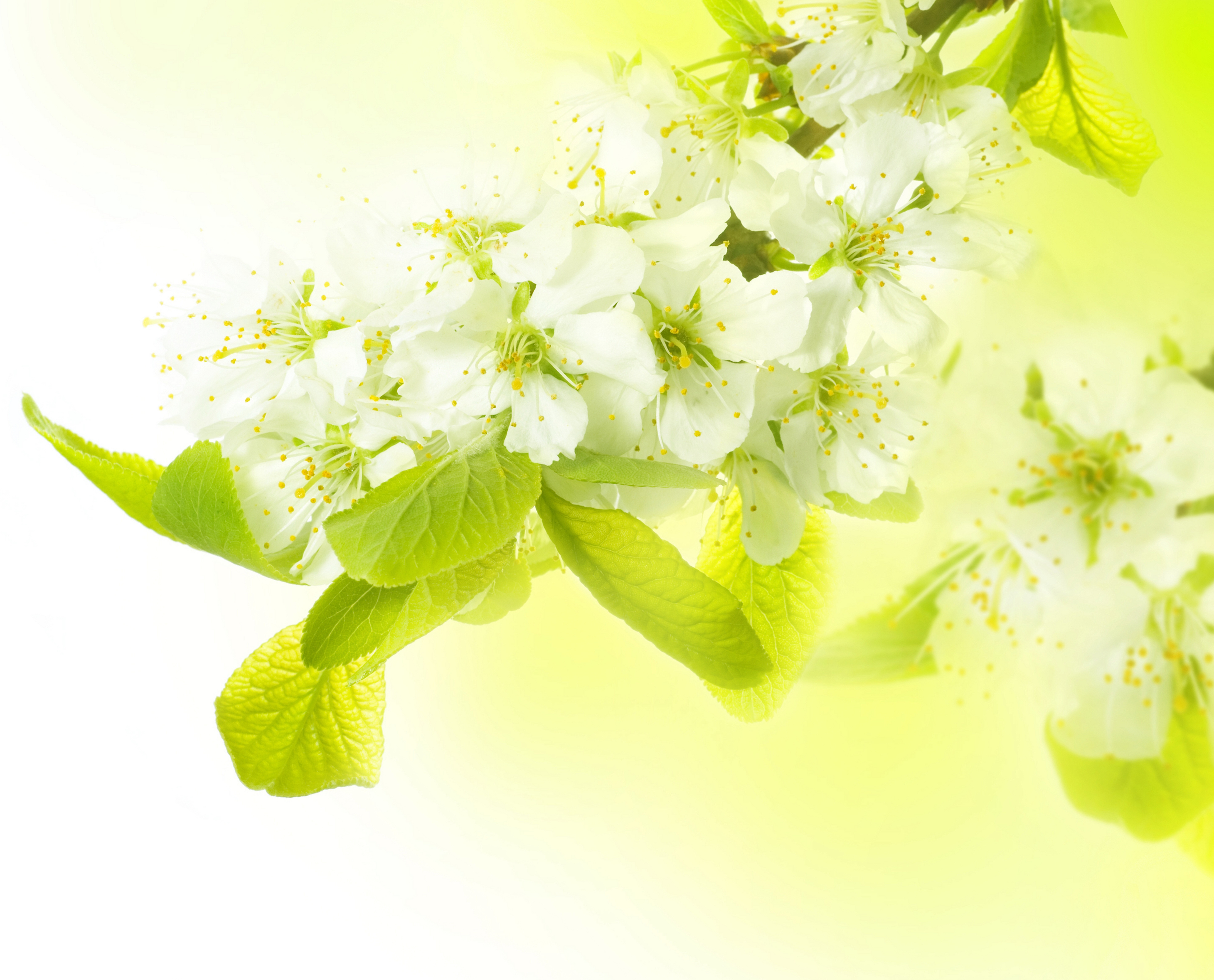 spring, flowers, macro, branch, apple tree
