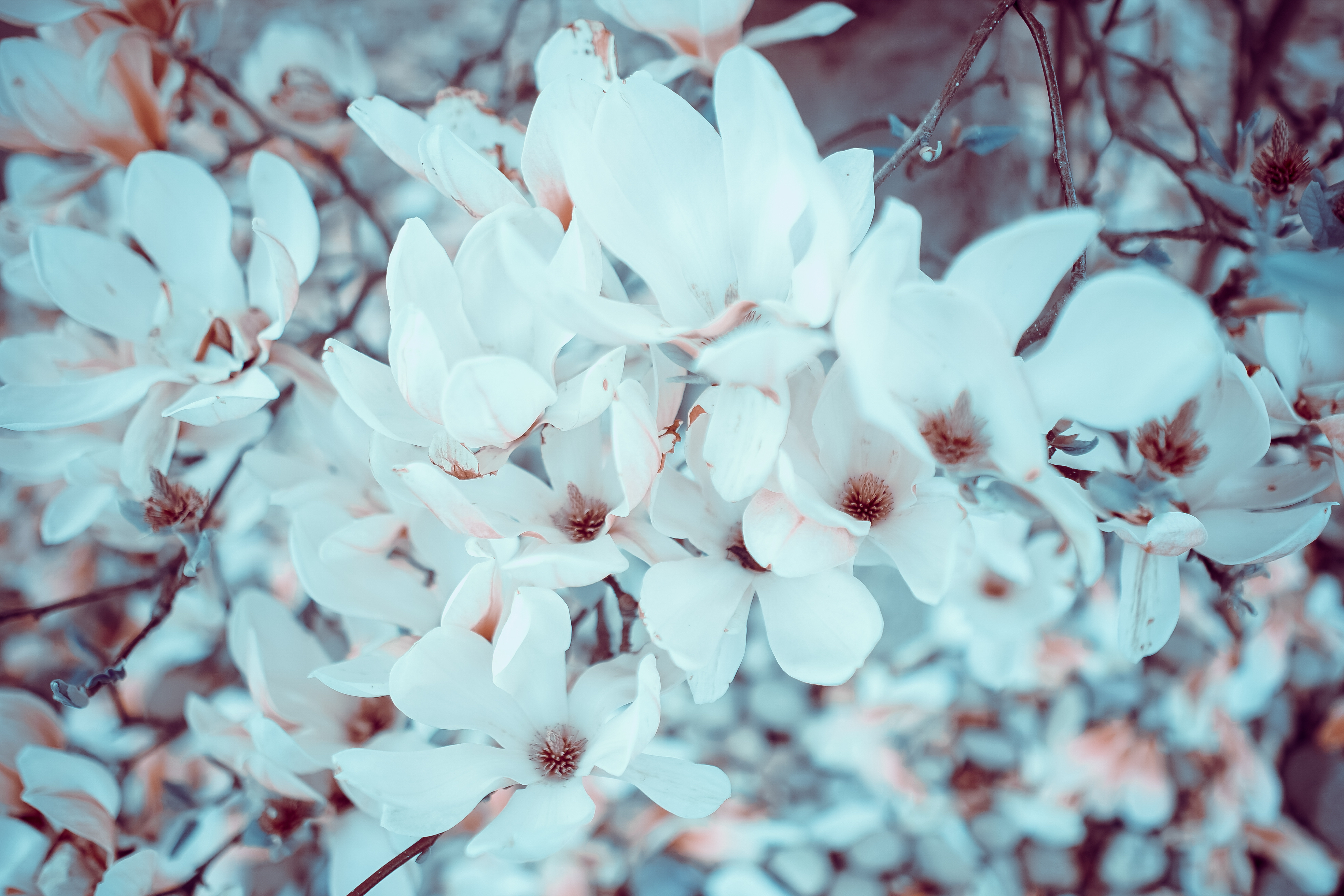 Téléchargez des papiers peints mobile Magnolia, Floraison, Fleurs gratuitement.