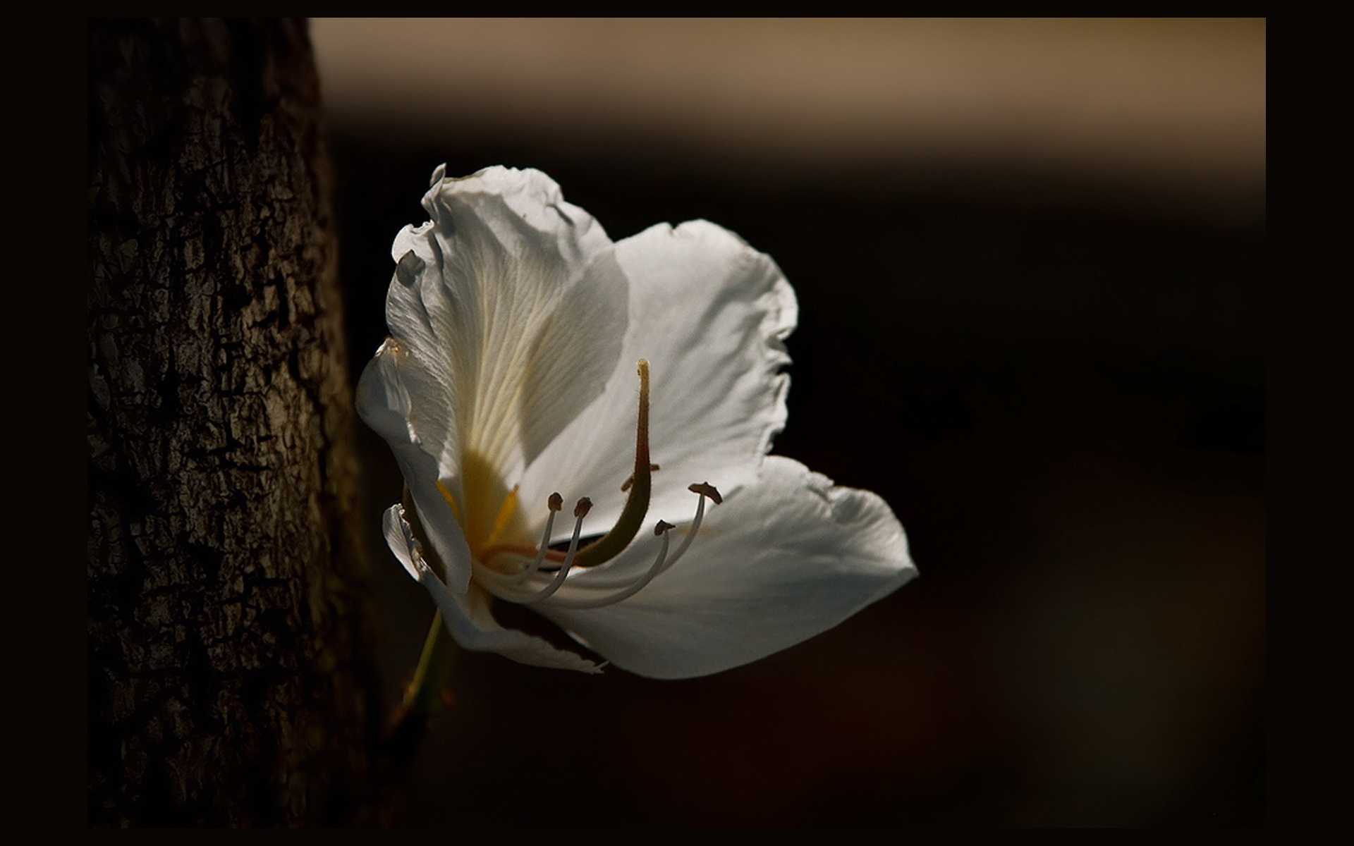 Descarga gratis la imagen Flores, Flor, Tierra/naturaleza en el escritorio de tu PC