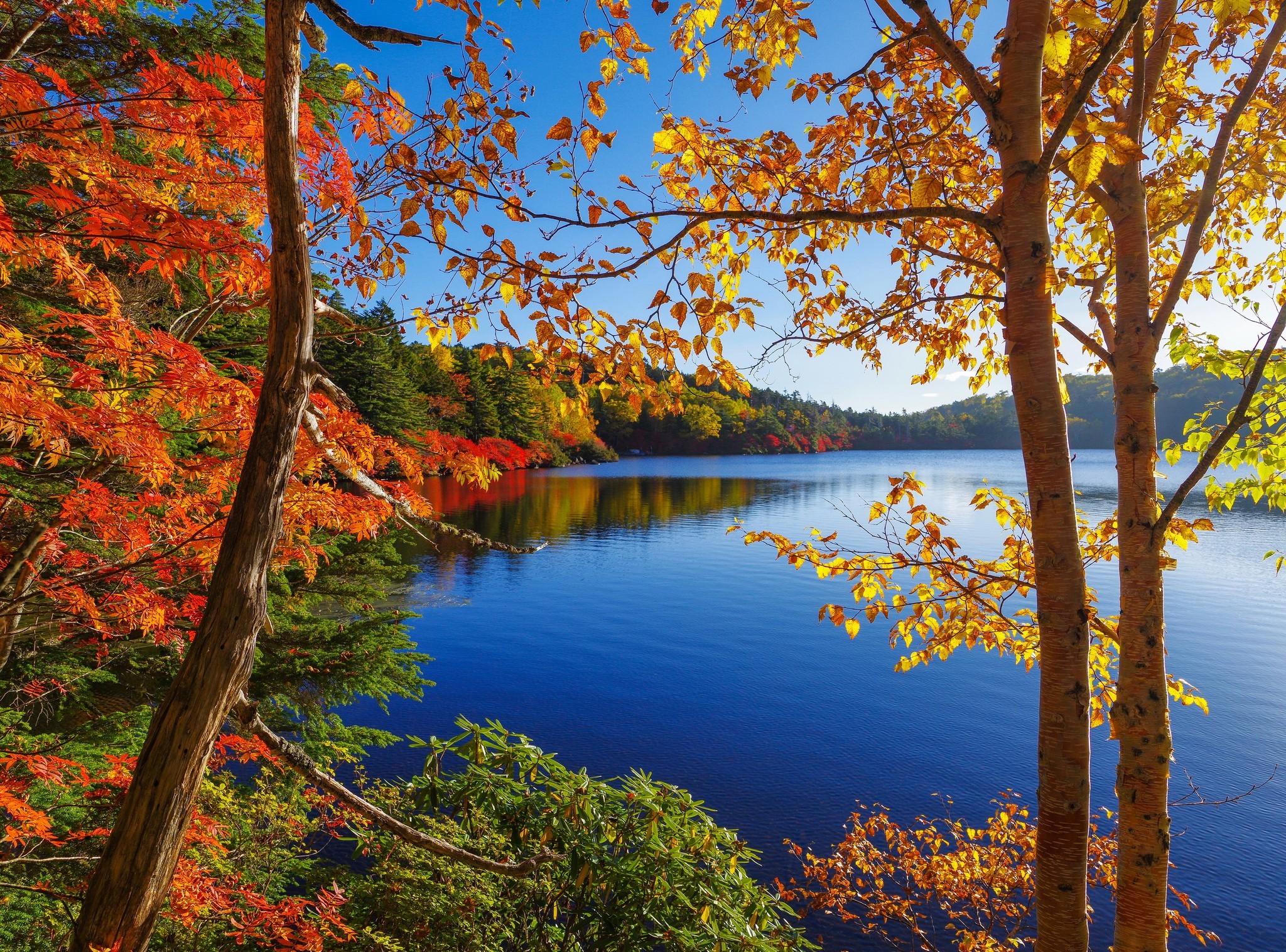 Download mobile wallpaper Lake, Tree, Fall, Earth for free.