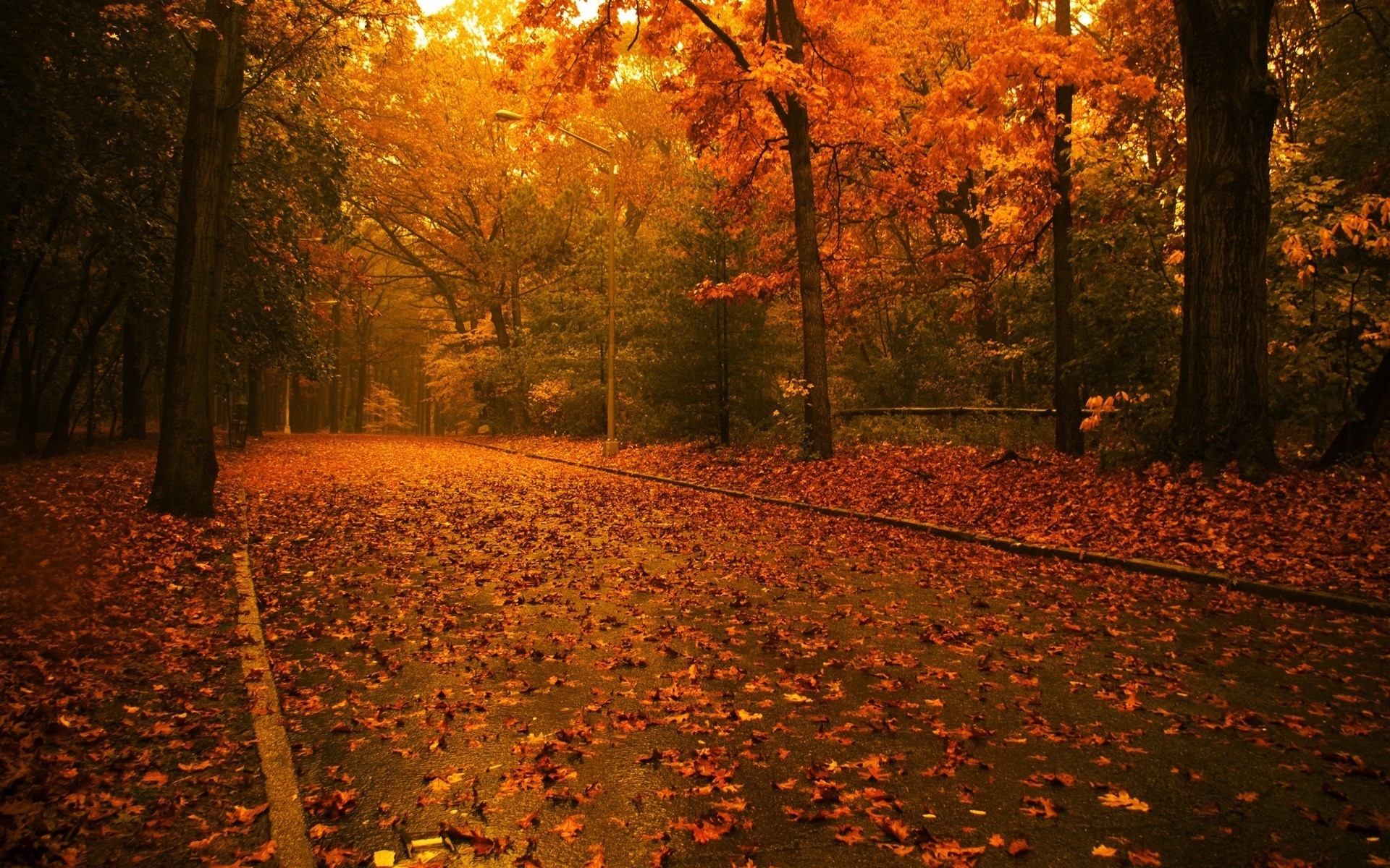 PCデスクトップに道路, 秋, 葉, オレンジ, 風景画像を無料でダウンロード