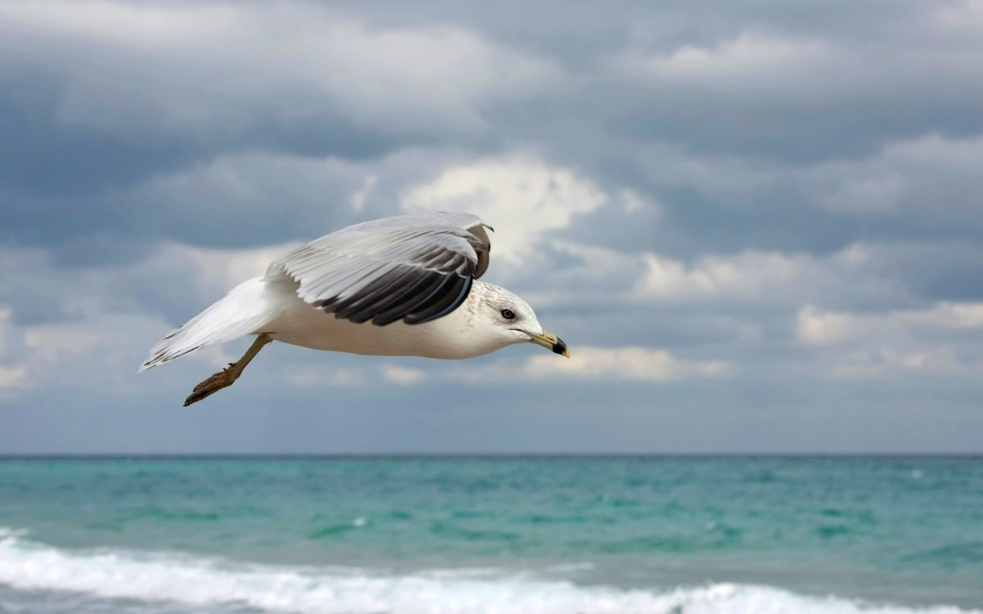 Free download wallpaper Seagull, Birds, Animal on your PC desktop