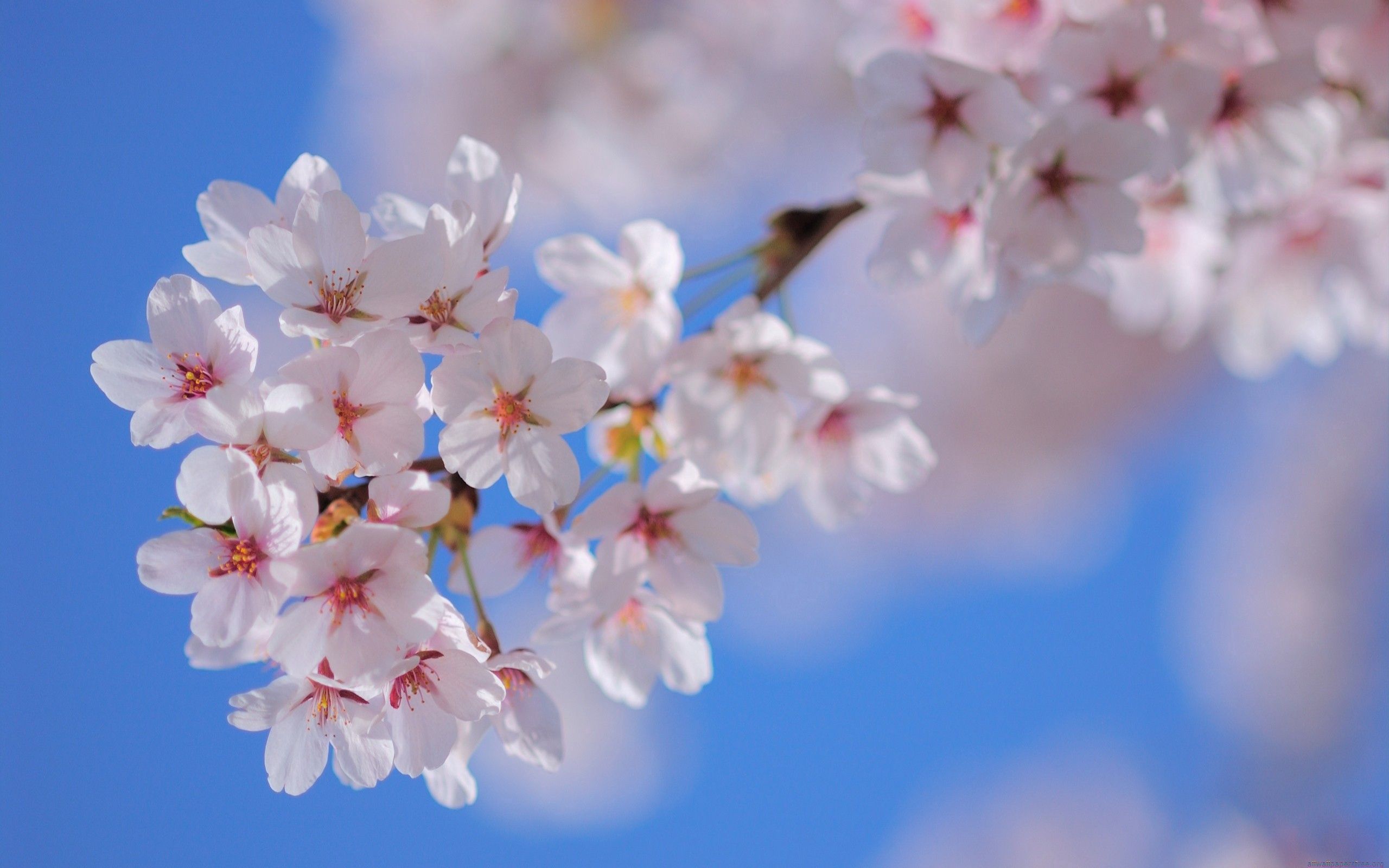 Laden Sie das Blühenden, Blühen, Zweig, Blumen, Ast, Makro, Pflanze, Frühling-Bild kostenlos auf Ihren PC-Desktop herunter