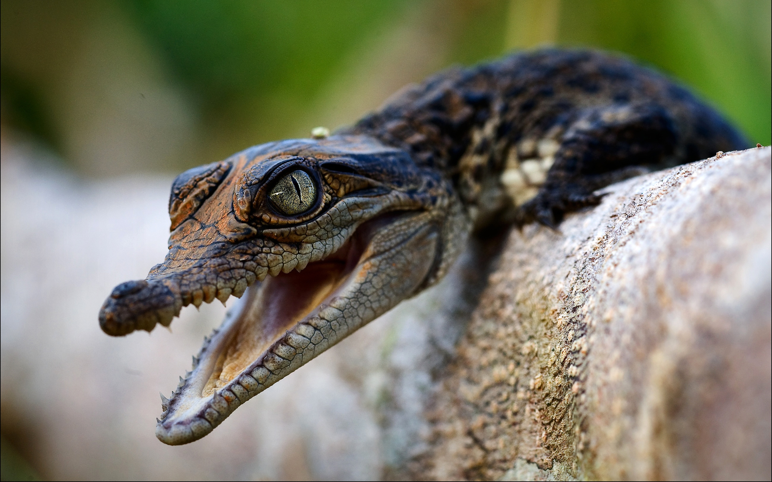 283156 Bild herunterladen tiere, krokodil, reptilien - Hintergrundbilder und Bildschirmschoner kostenlos