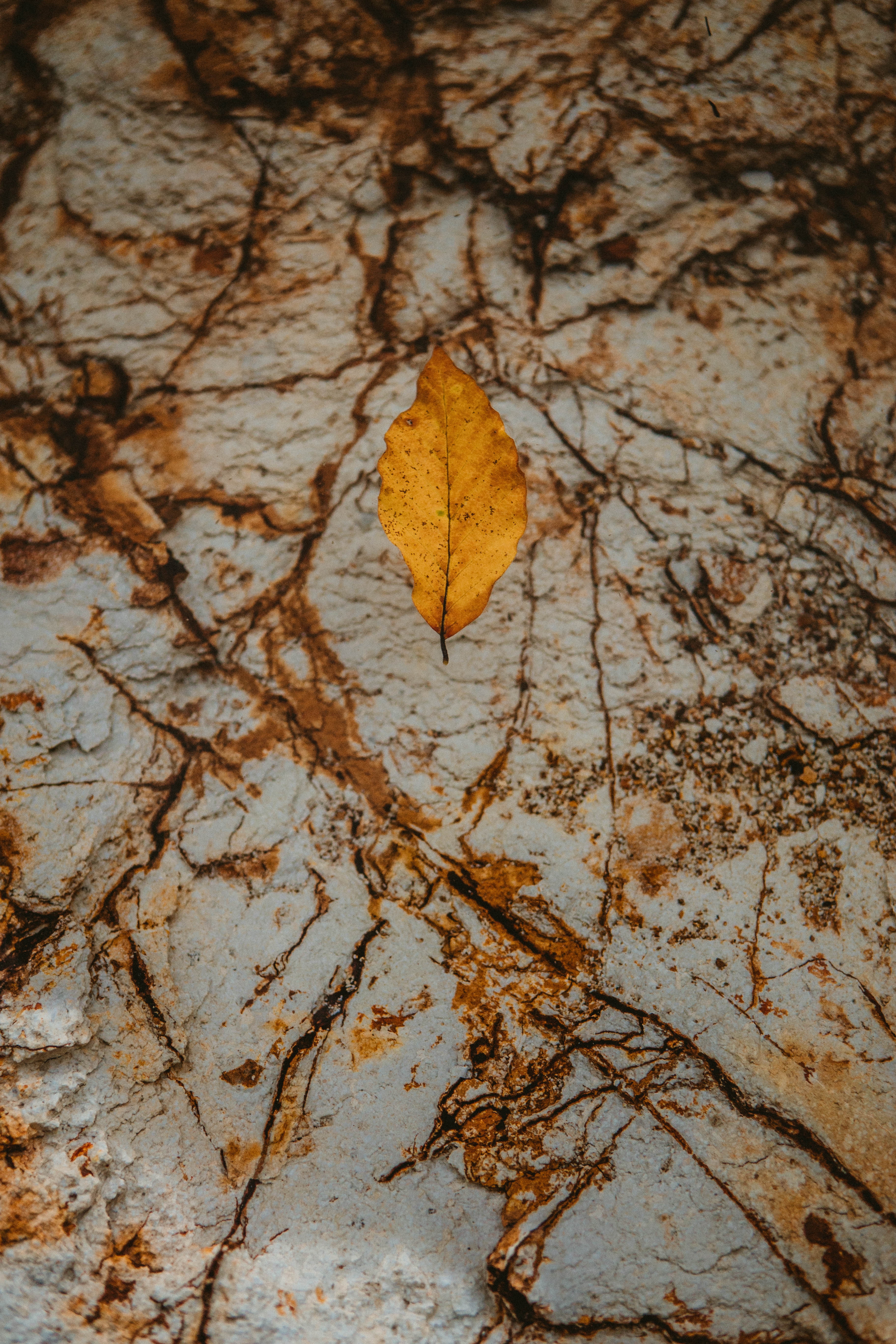 147567 descargar imagen otoño, amarillo, macro, piedra, seco, una roca, folleto: fondos de pantalla y protectores de pantalla gratis