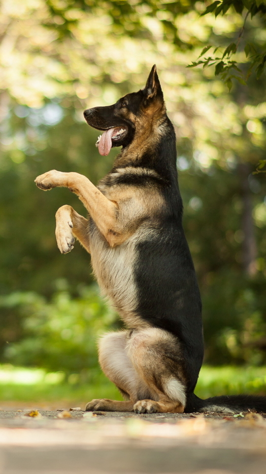 Скачати мобільні шпалери Собаки, Тварина, Німецька Вівчарка безкоштовно.