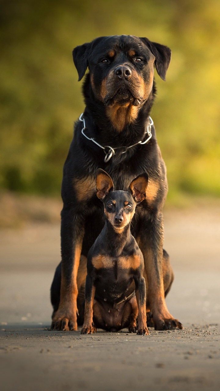 Download mobile wallpaper Dogs, Dog, Animal, Puppy, Rottweiler, Baby Animal, Stare, Depth Of Field for free.