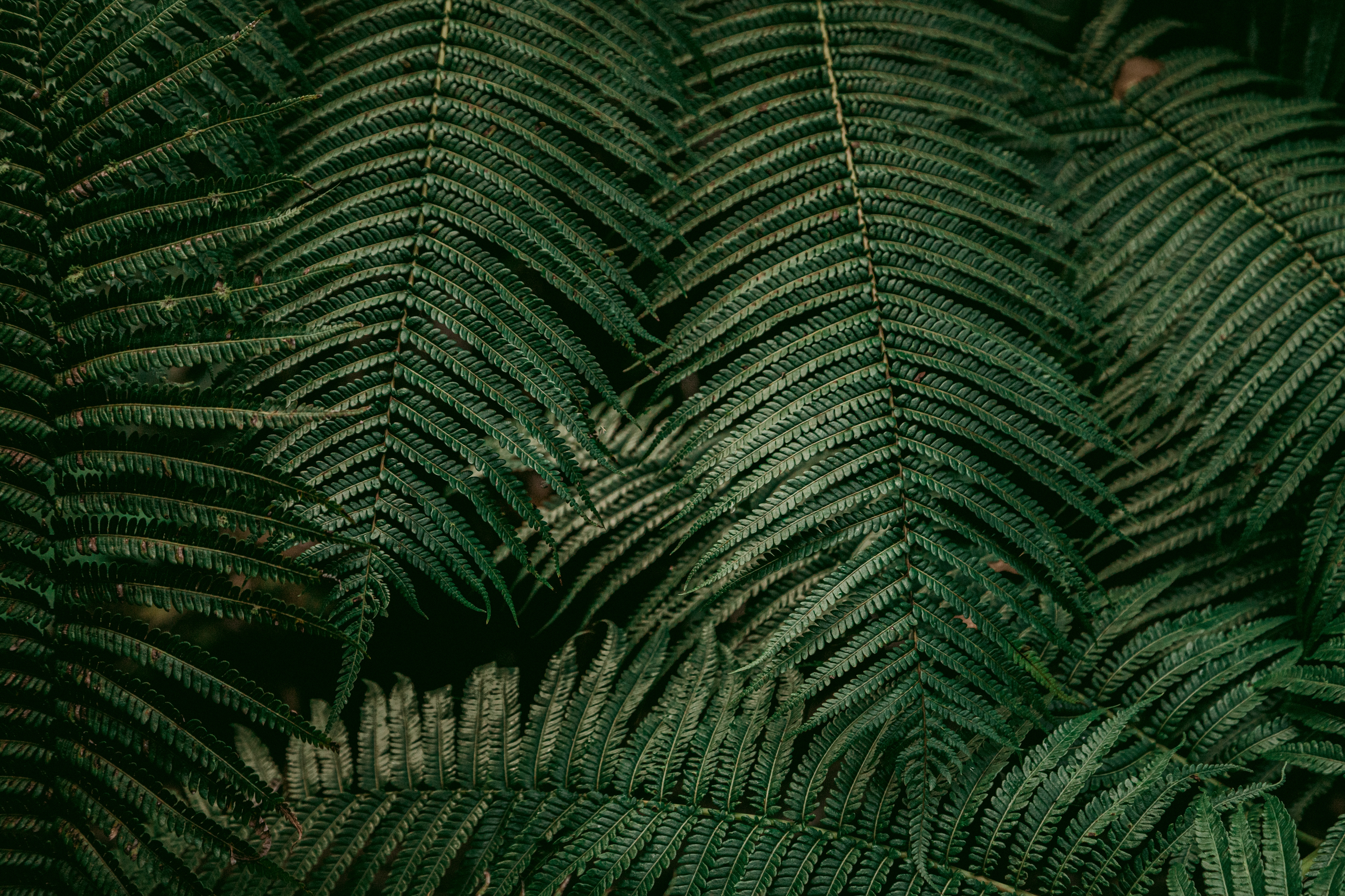 Free download wallpaper Nature, Plant, Leaves, Fern on your PC desktop