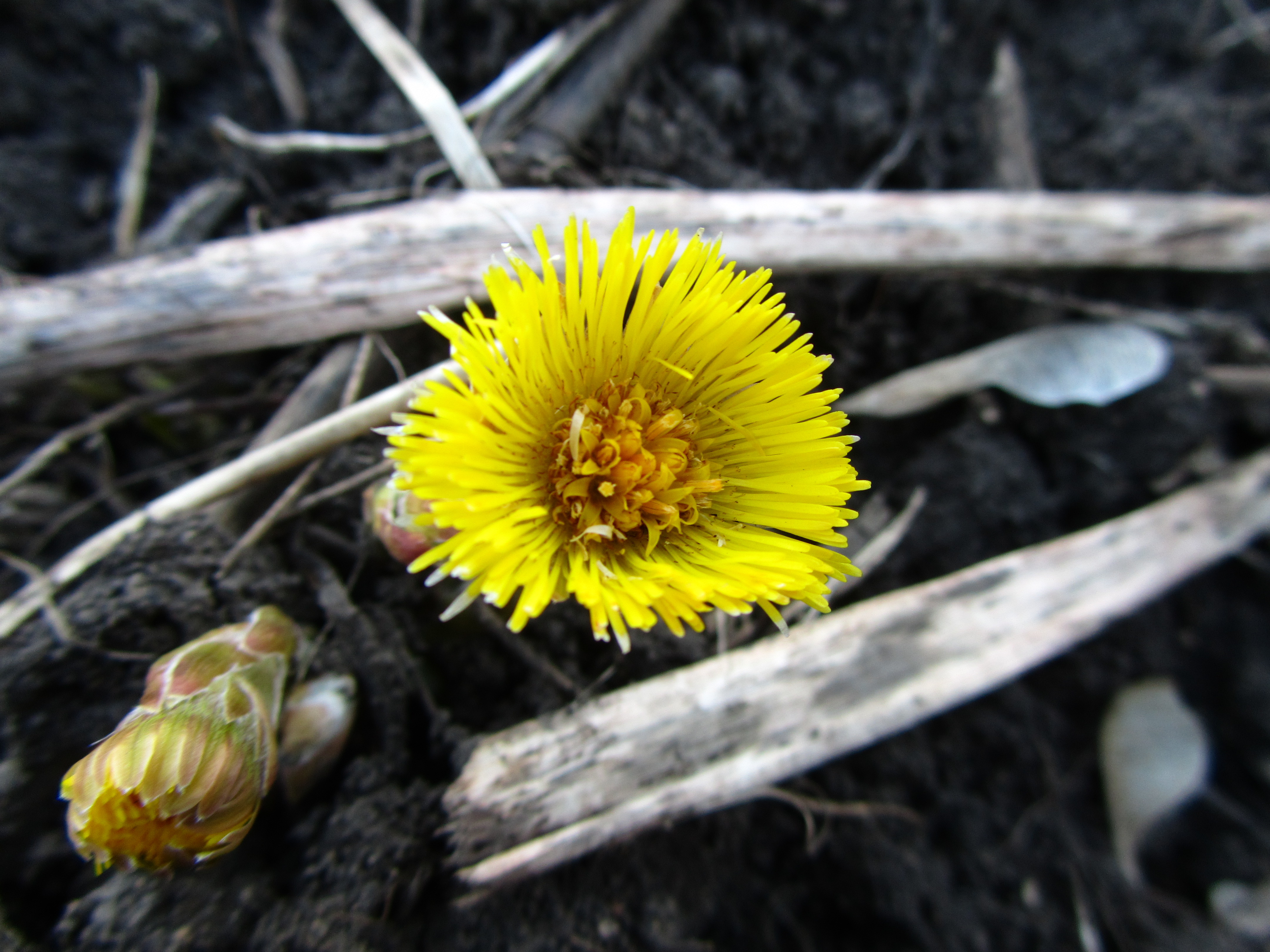 Handy-Wallpaper Blume, Erde/natur kostenlos herunterladen.