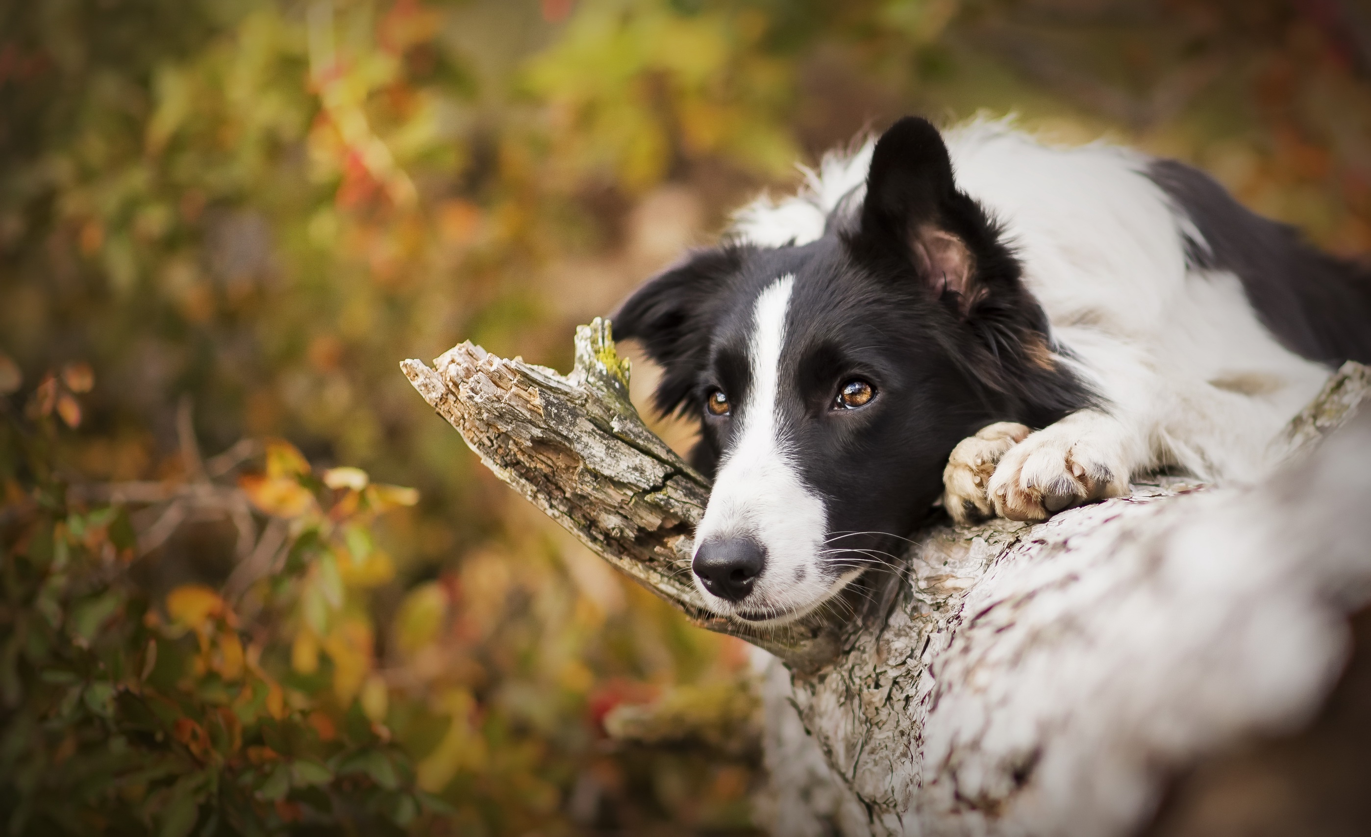 Handy-Wallpaper Tiere, Hunde, Hund, Border Collie kostenlos herunterladen.