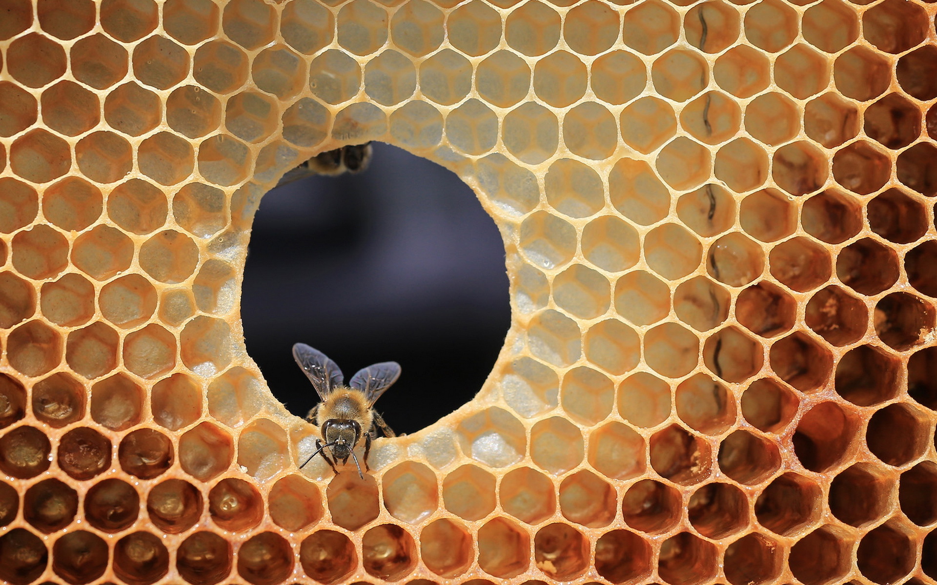 398944 descargar fondo de pantalla animales, abeja, panal, insecto, insectos: protectores de pantalla e imágenes gratis